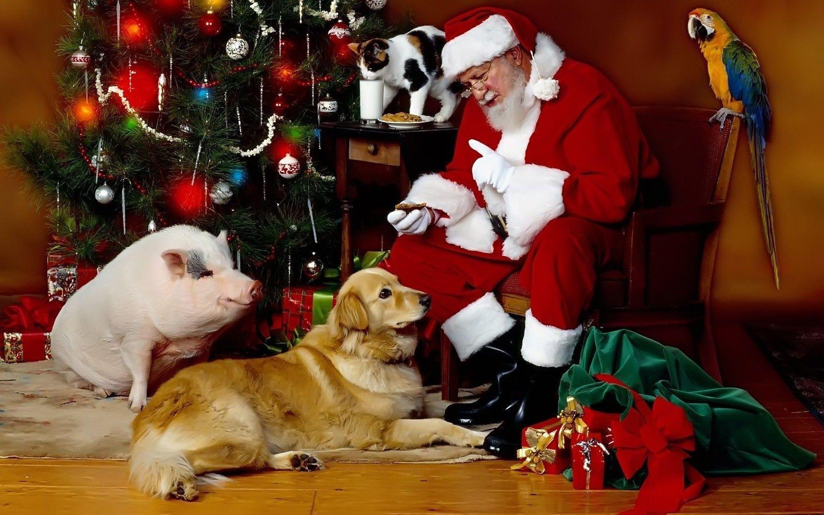 Santa Claus in Christmas Dog Parrot and Cat Wallpaper