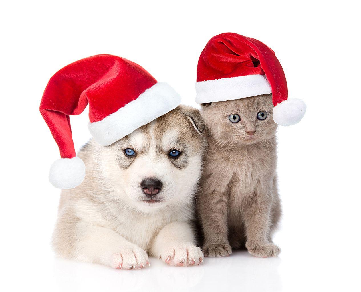 Wallpaper Husky kitty cat Cats Dogs New year Two Winter hat Animals
