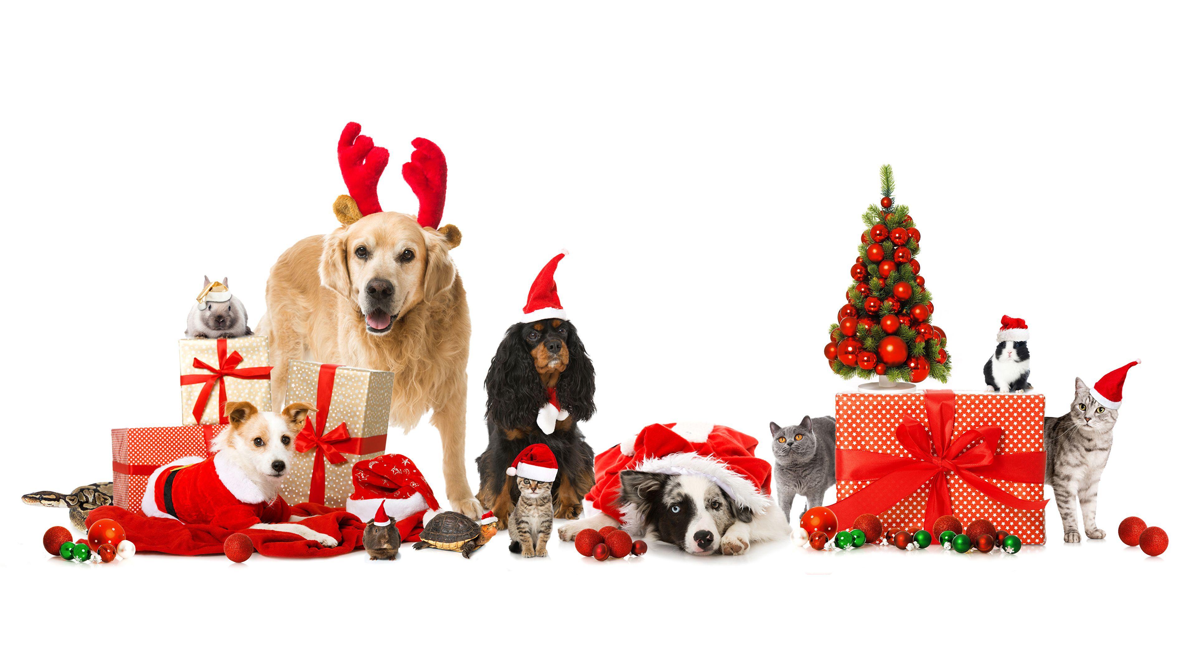 Wallpaper Border Collie Cats Dogs Christmas Winter hat 3840x2160