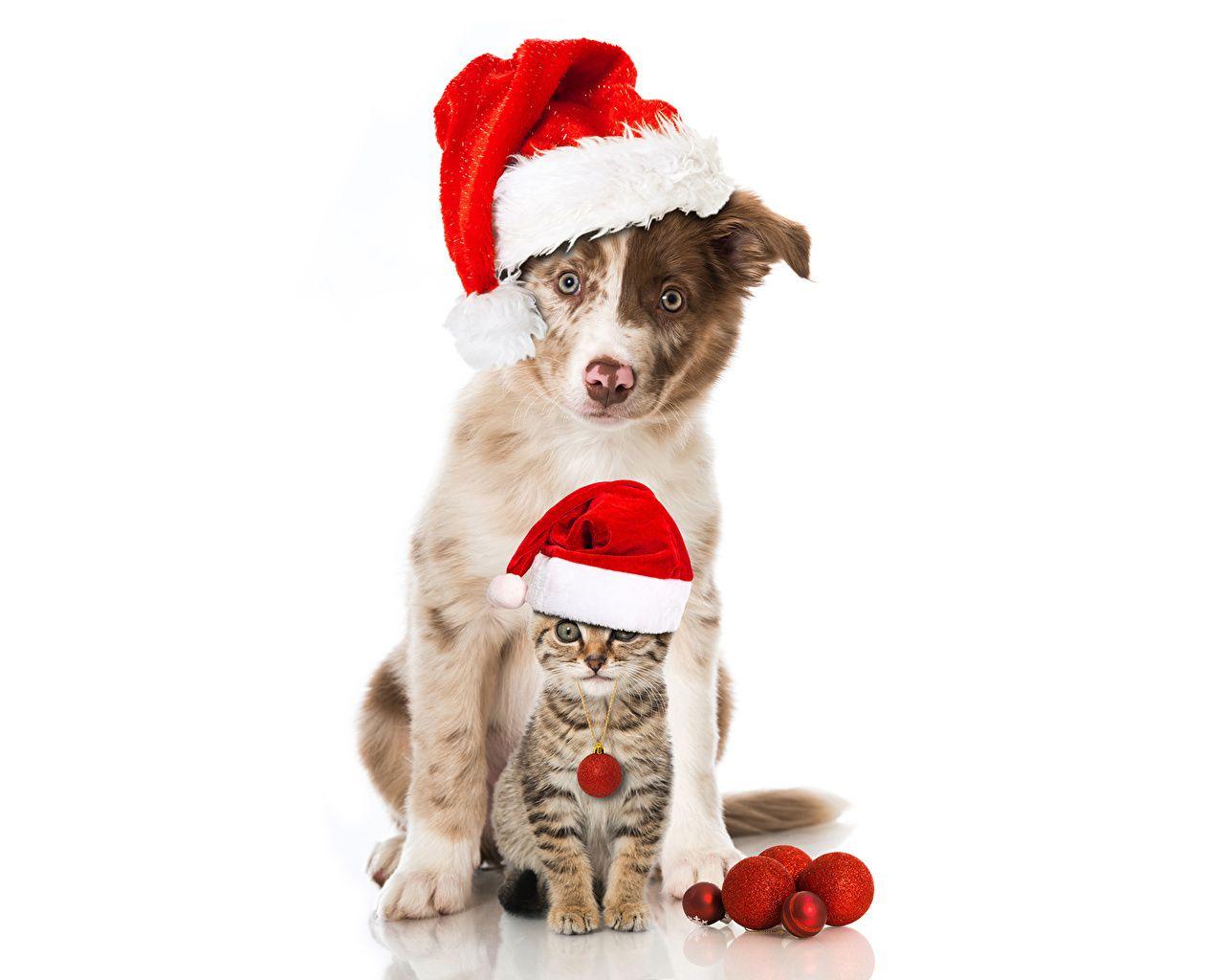 Wallpaper Border Collie Cats Dogs New year Winter hat Balls Animals