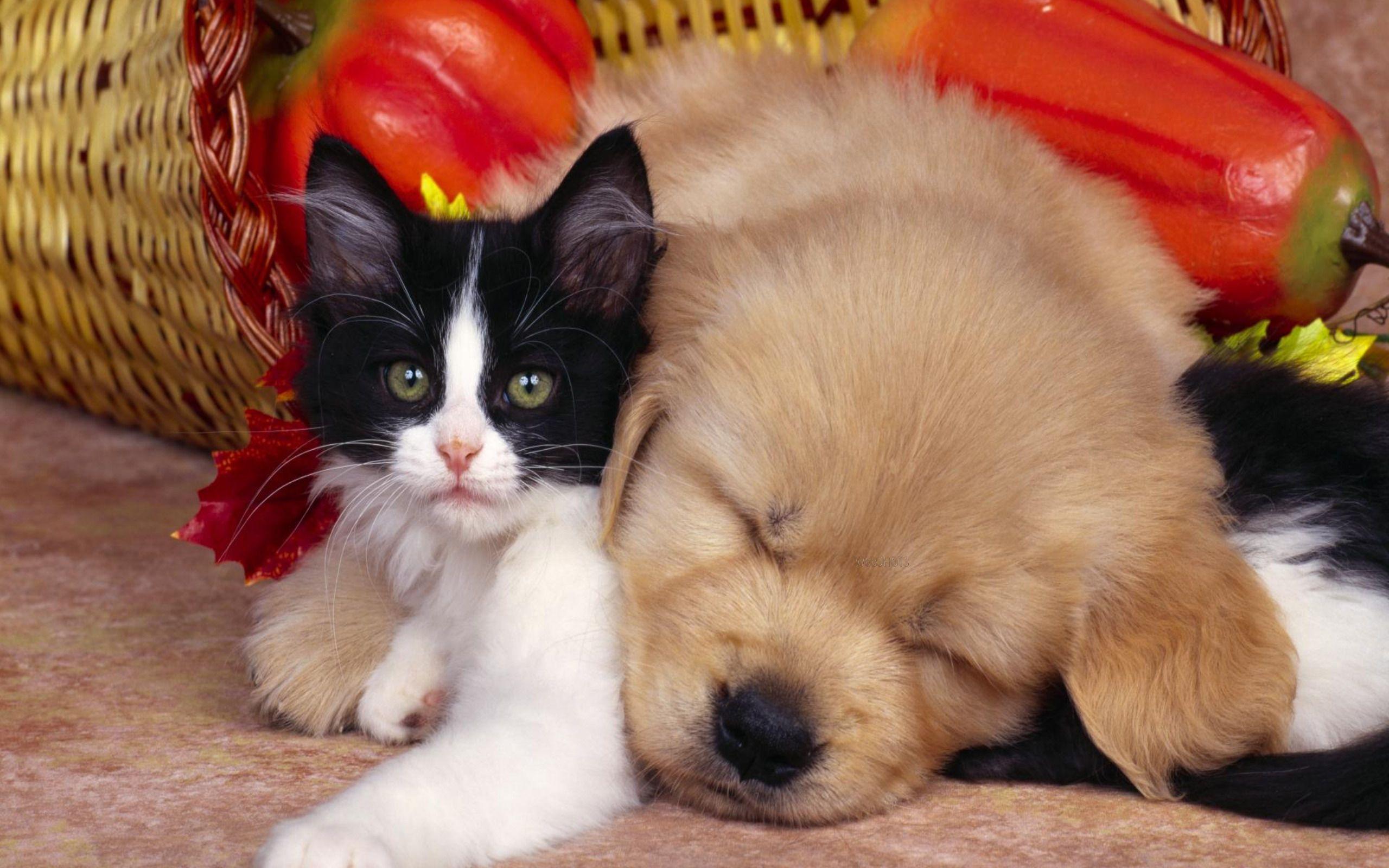 Cute Animals Wallpaper Of Black And White Cat And Dog