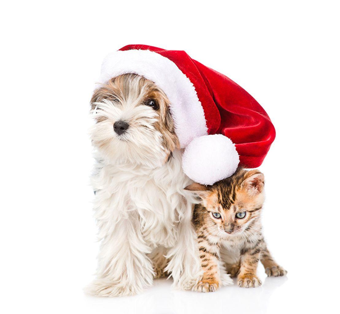 Wallpaper kitty cat Yorkshire terrier Cats Dogs Christmas Winter hat