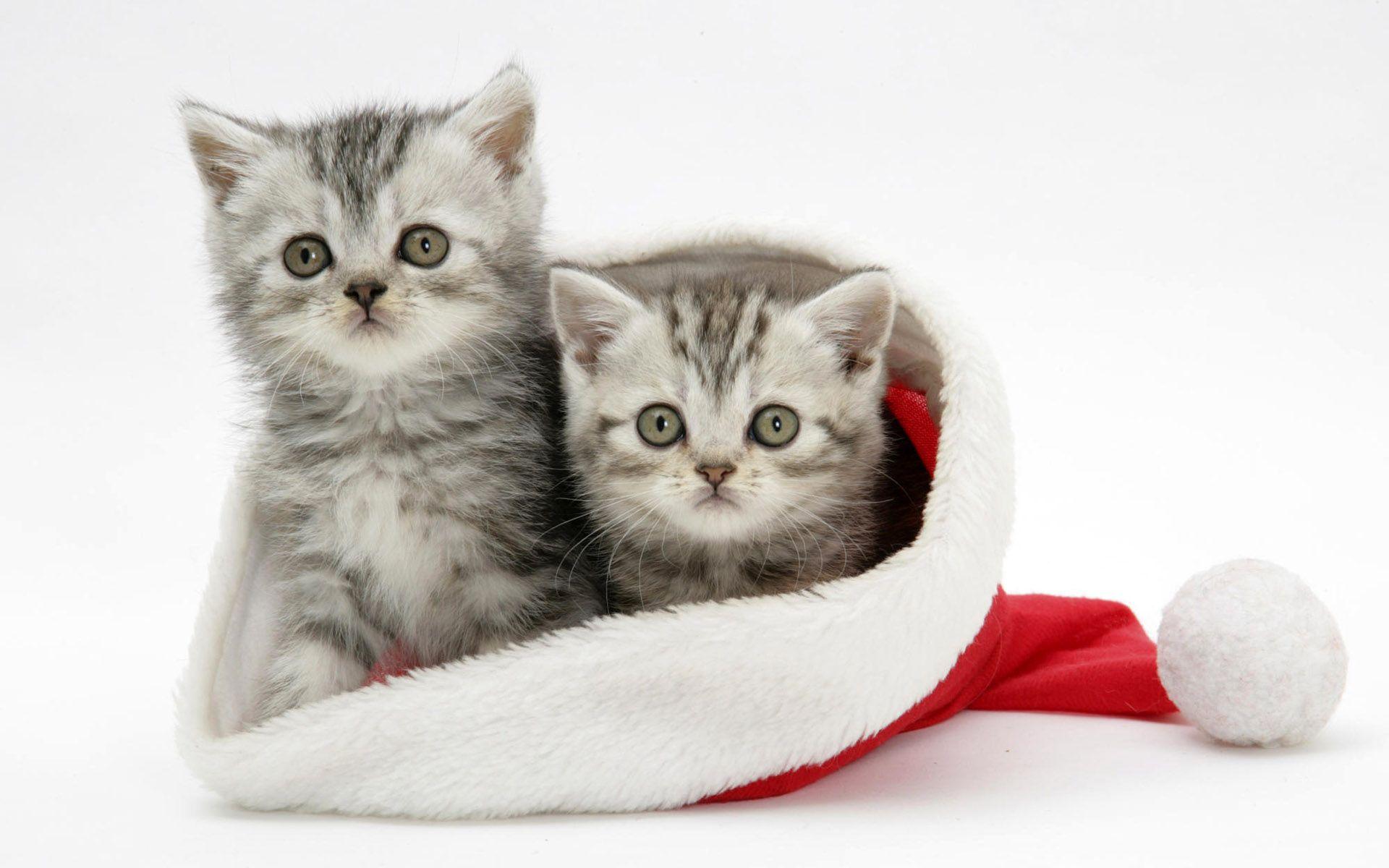 White Cats Christmas Wallpaper For Android PIC WSW3098047