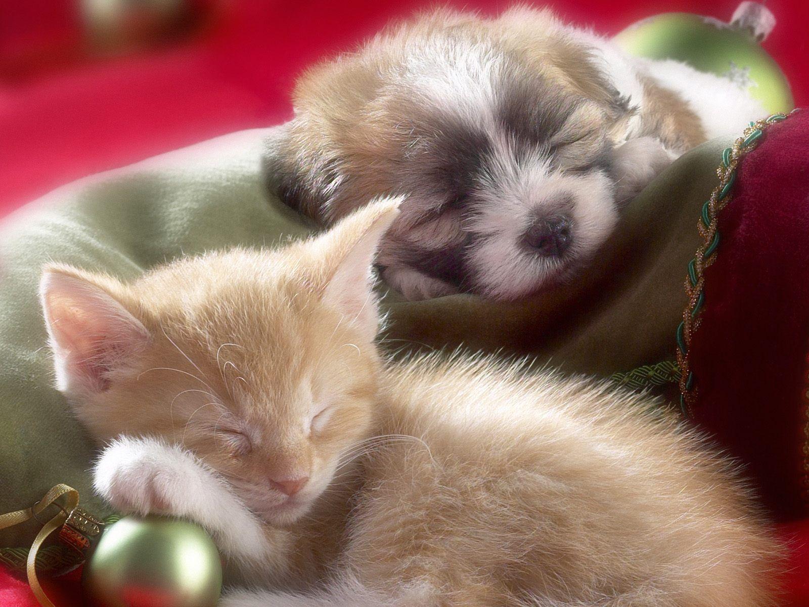 Christmas Puppy and Kitten Sleeping Wallpaper