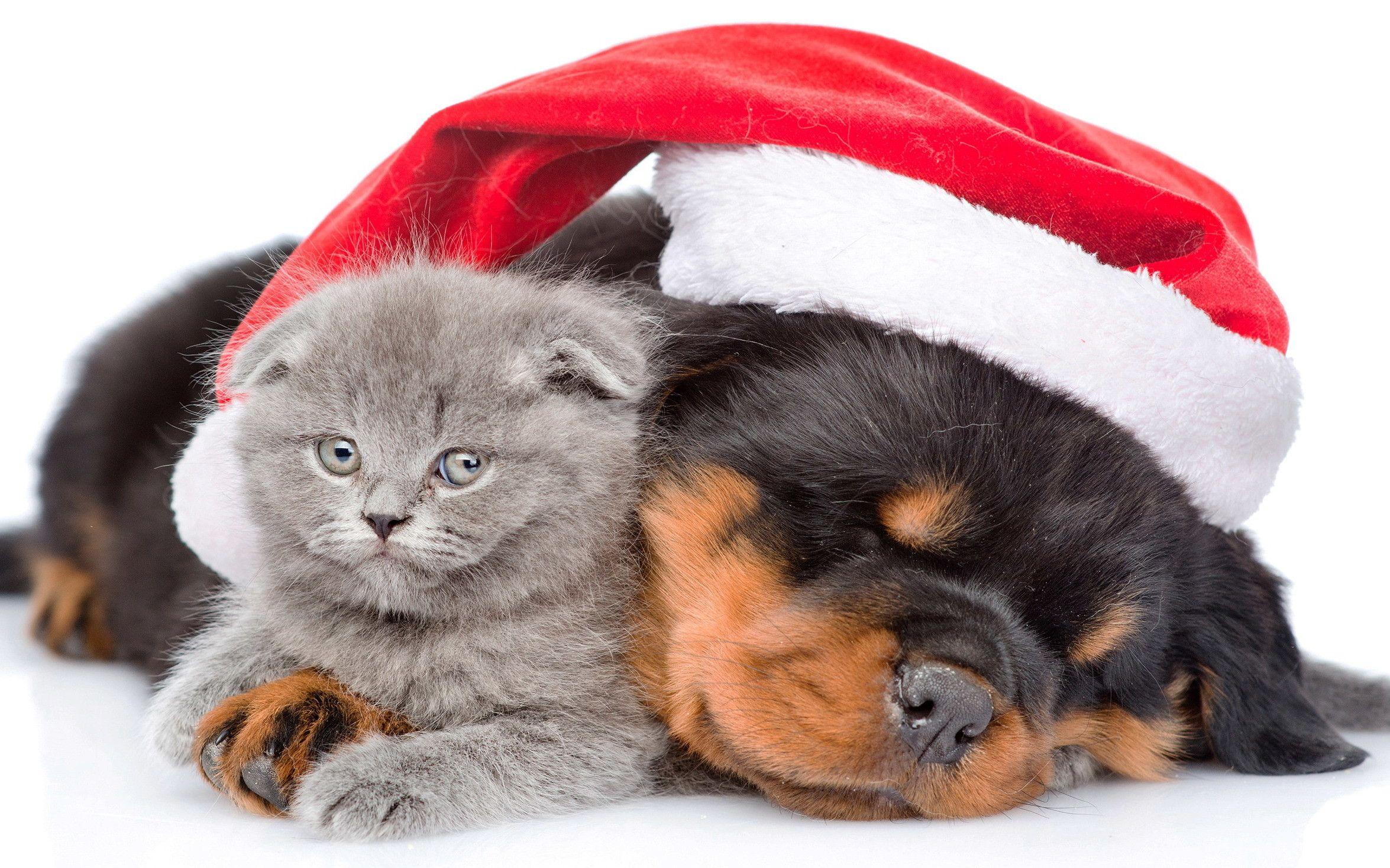 Christmas Kittens Wallpaper