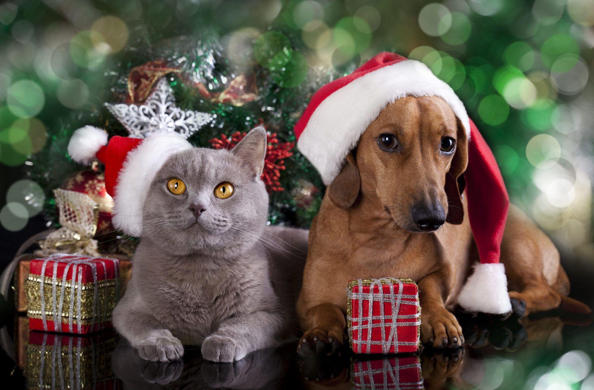 Christmas Cats & Dogs HD Wallpaper New Tab Theme