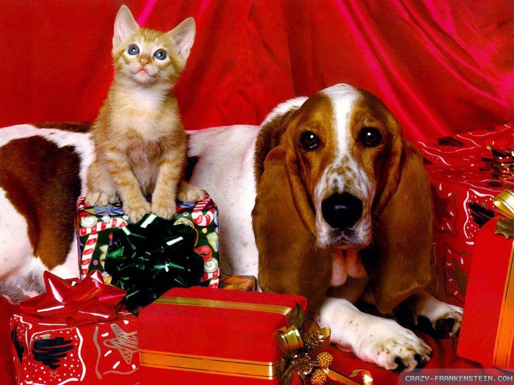 Cat And Dog Christmas Wallpapers Wallpaper Cave
