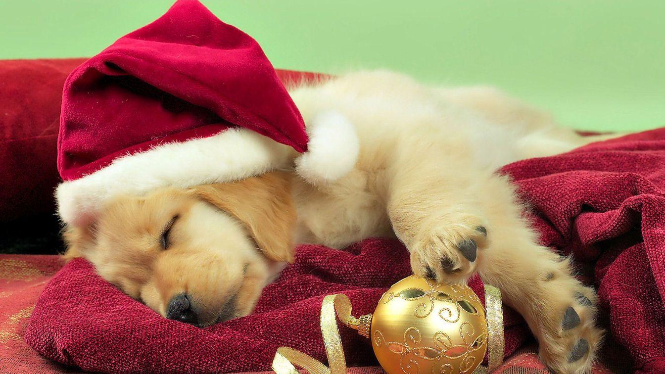 Free Christmas Wallpaper with Dogs