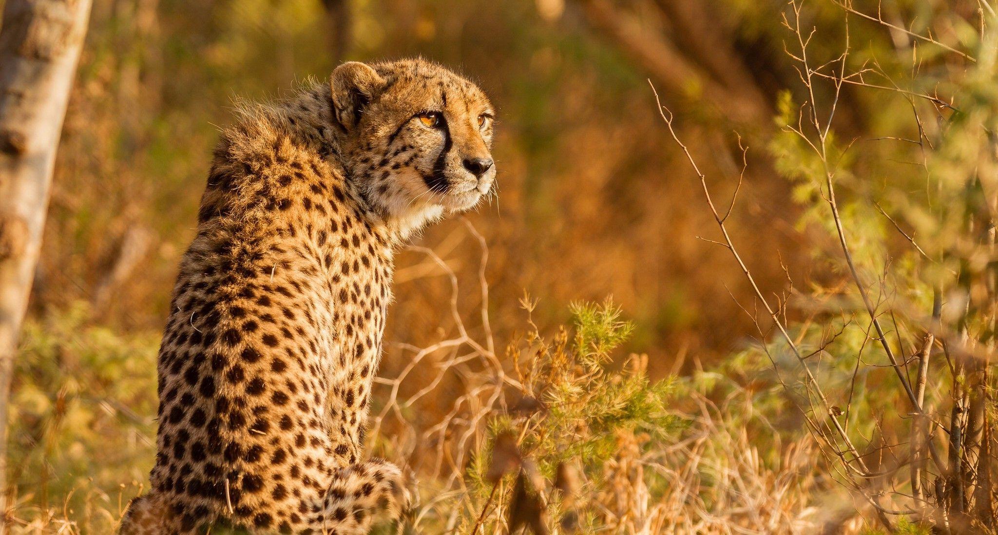 animals feline mammals cheetah wallpaper and background