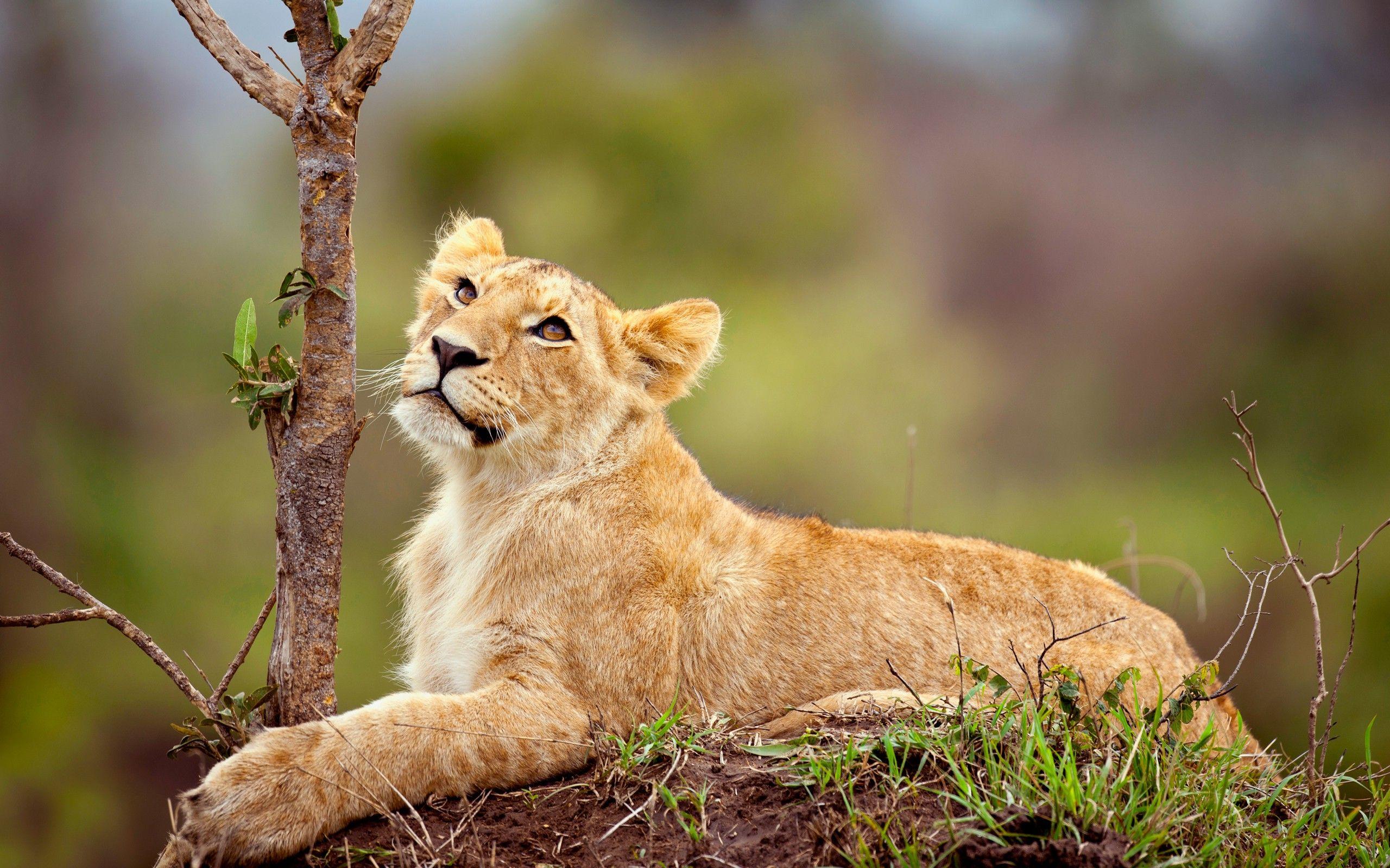 animals, Lion, Mammals Wallpaper HD / Desktop and Mobile Background
