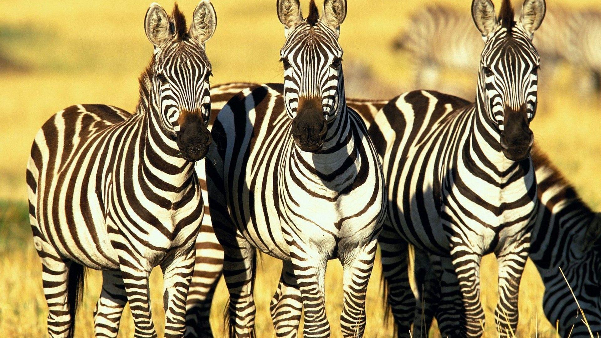 animals zebras mara mammals kenya 1920x1080 wallpaper High Quality