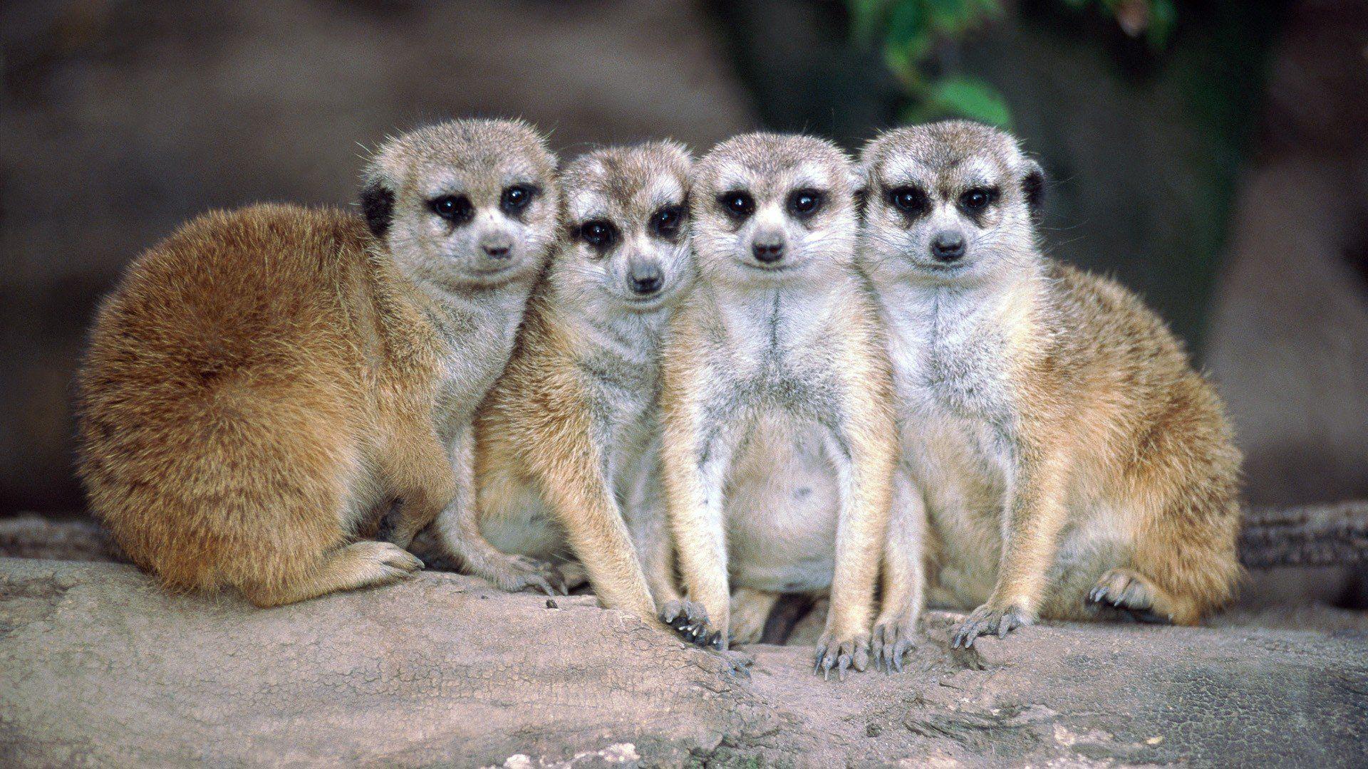 desktop image, meerkats, animal photo, animals, wallpaper HD mobile