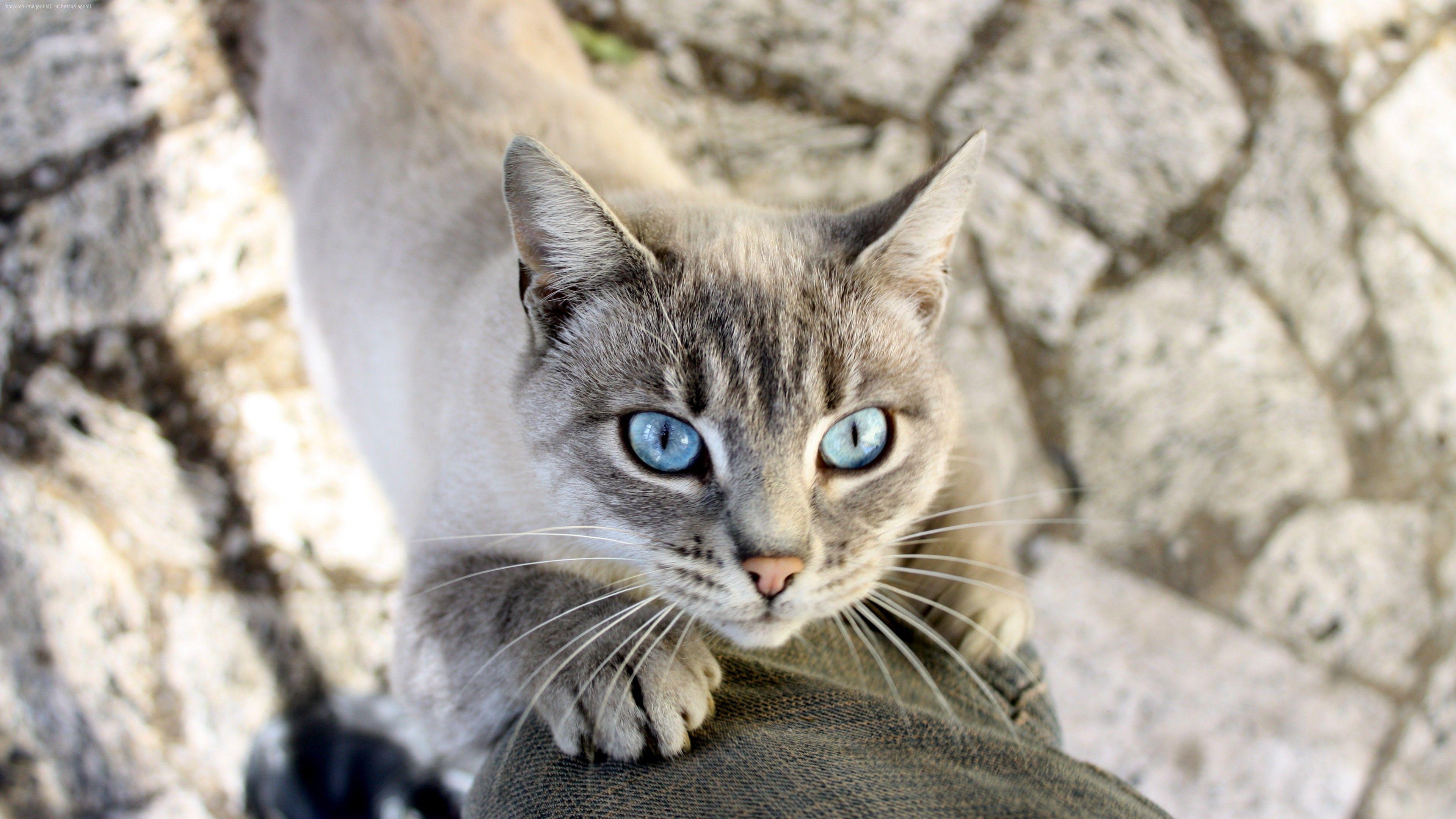 cat, Nature, Animals, Blue Eyes, Mammals Wallpaper HD / Desktop