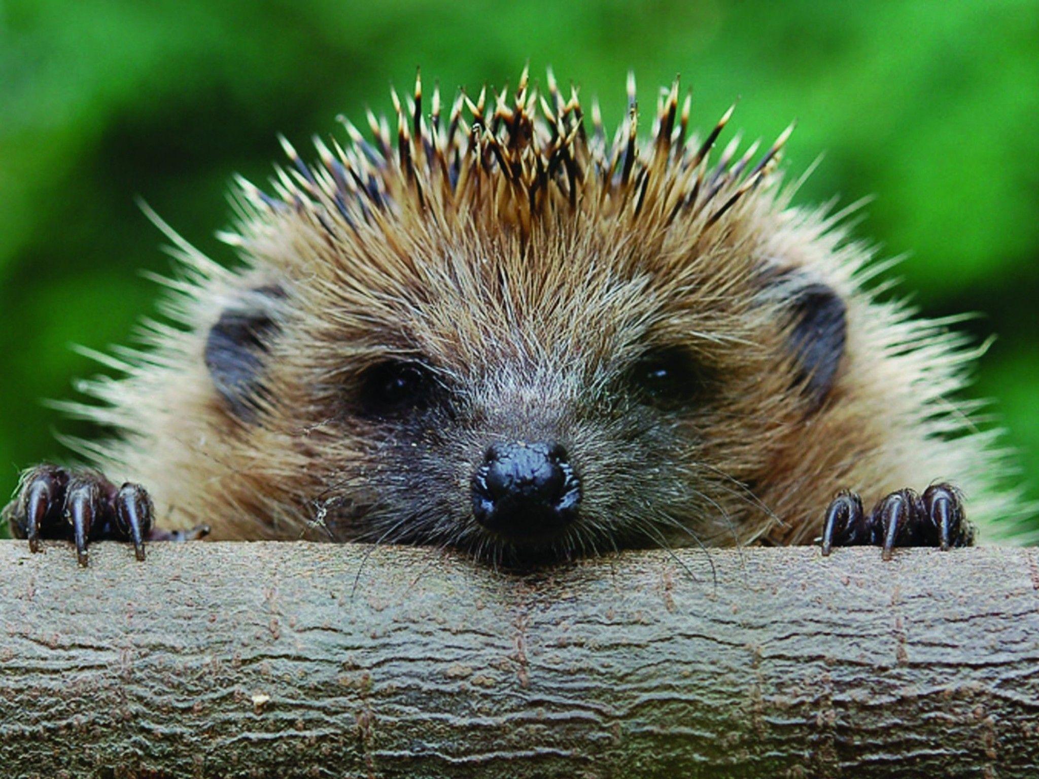 Hedgehog Spiny Mammal Wallpaper. Free HD Downloads