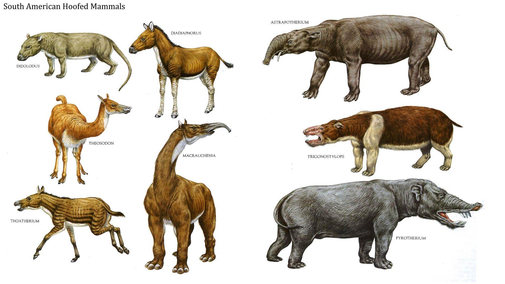 South American Hoofed Mammals Like Dinosaurs Wallpaper