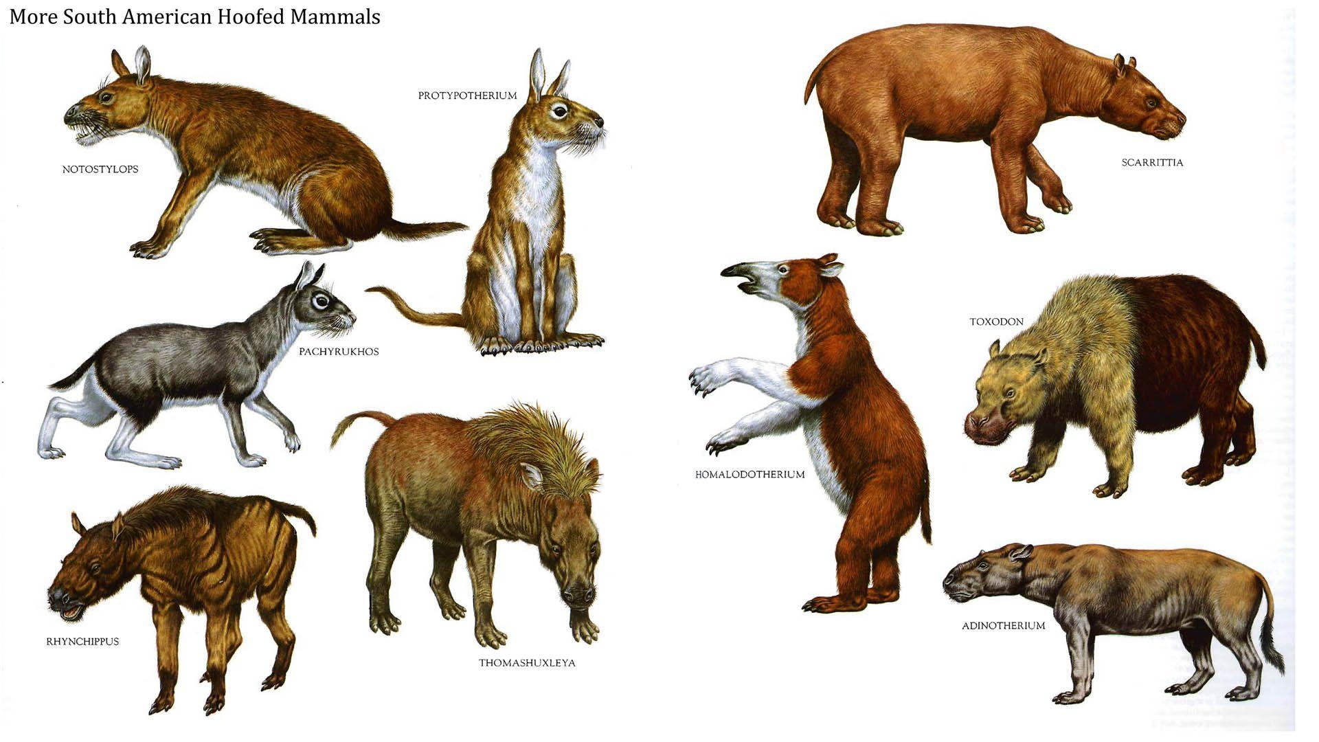 South American Hoofed Mammals 2 Like Dinosaurs
