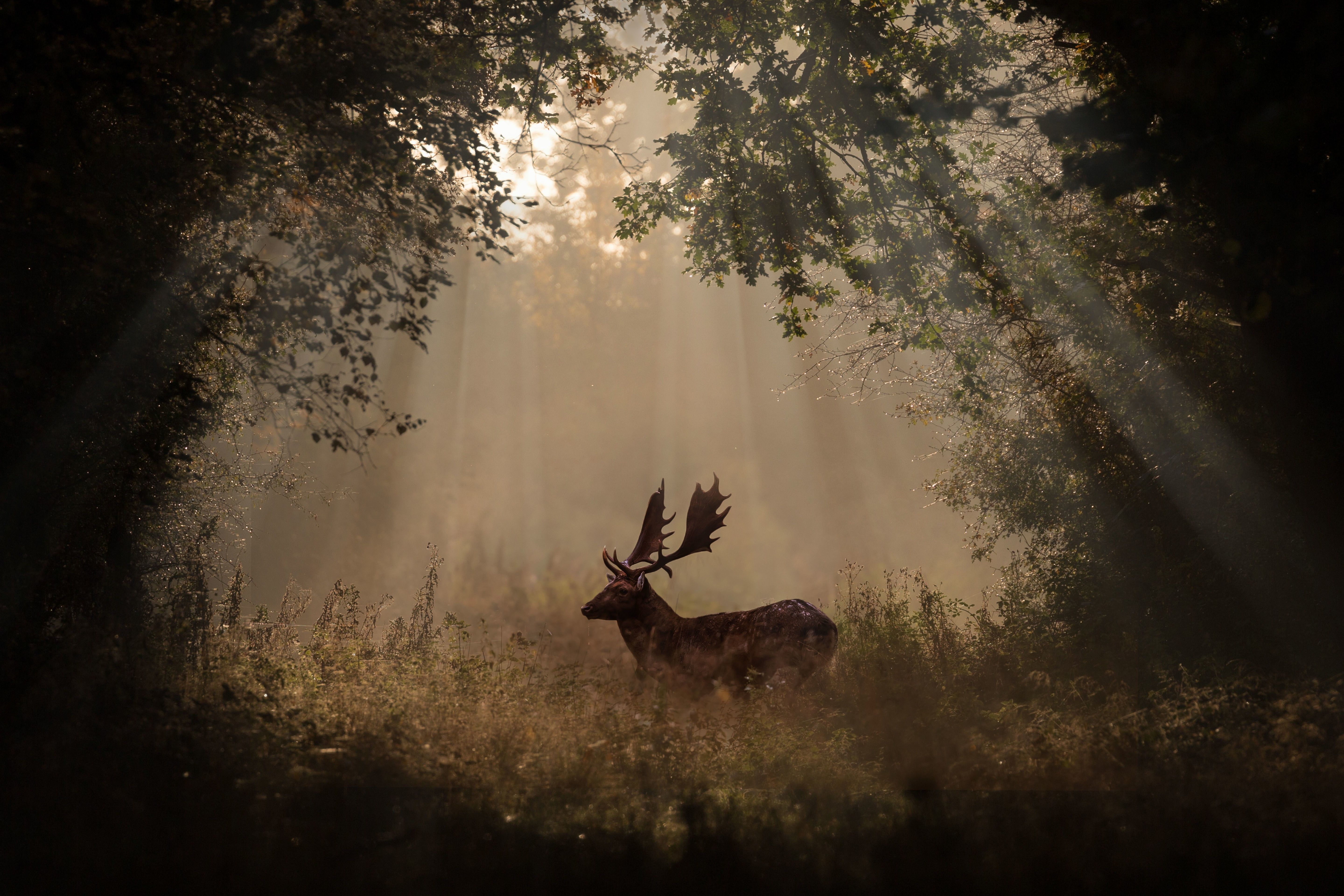 animals, Deer, Forest, Mammals Wallpaper HD / Desktop and Mobile