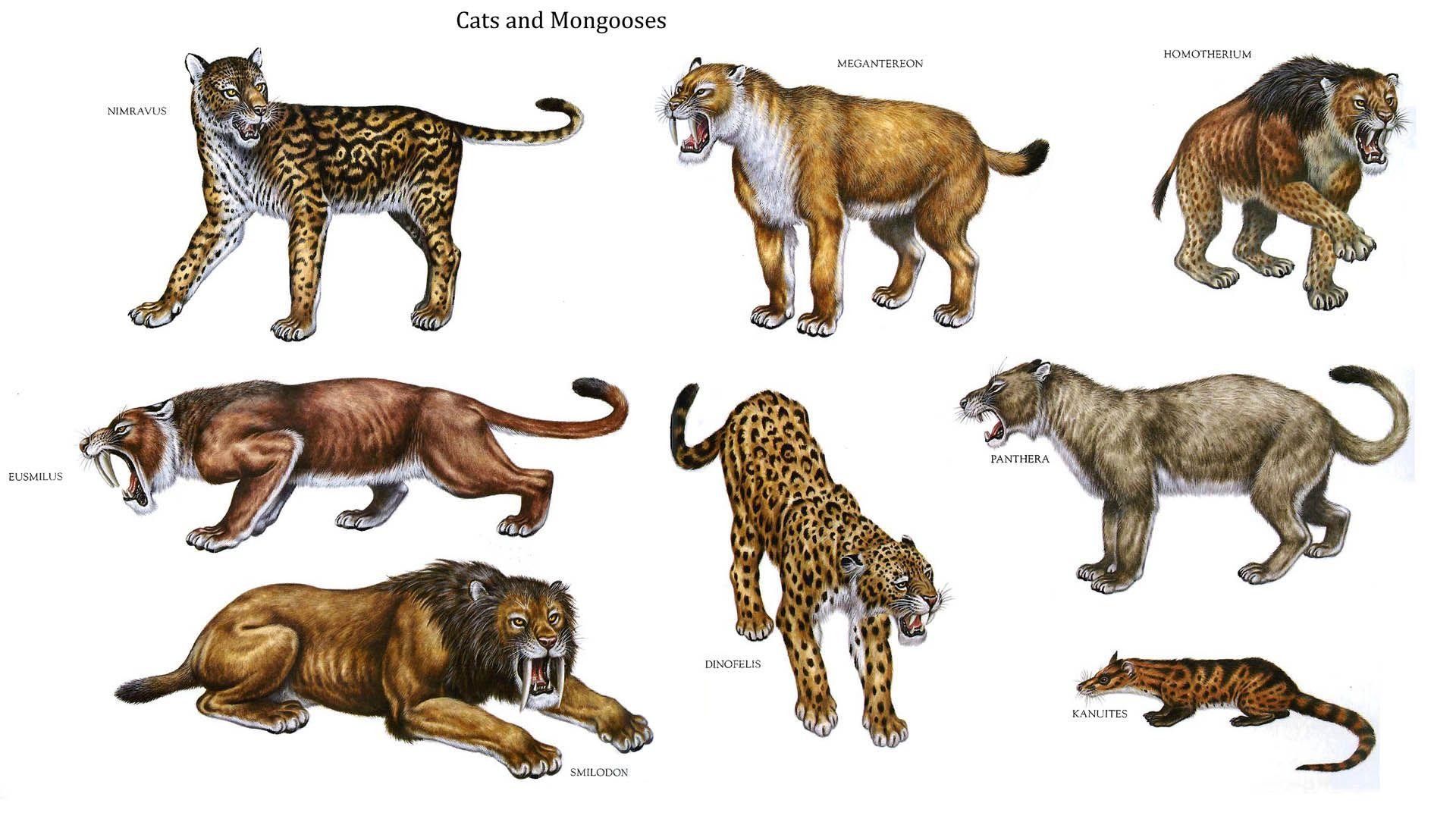 Cats And Mongooses Like Dinosaurs