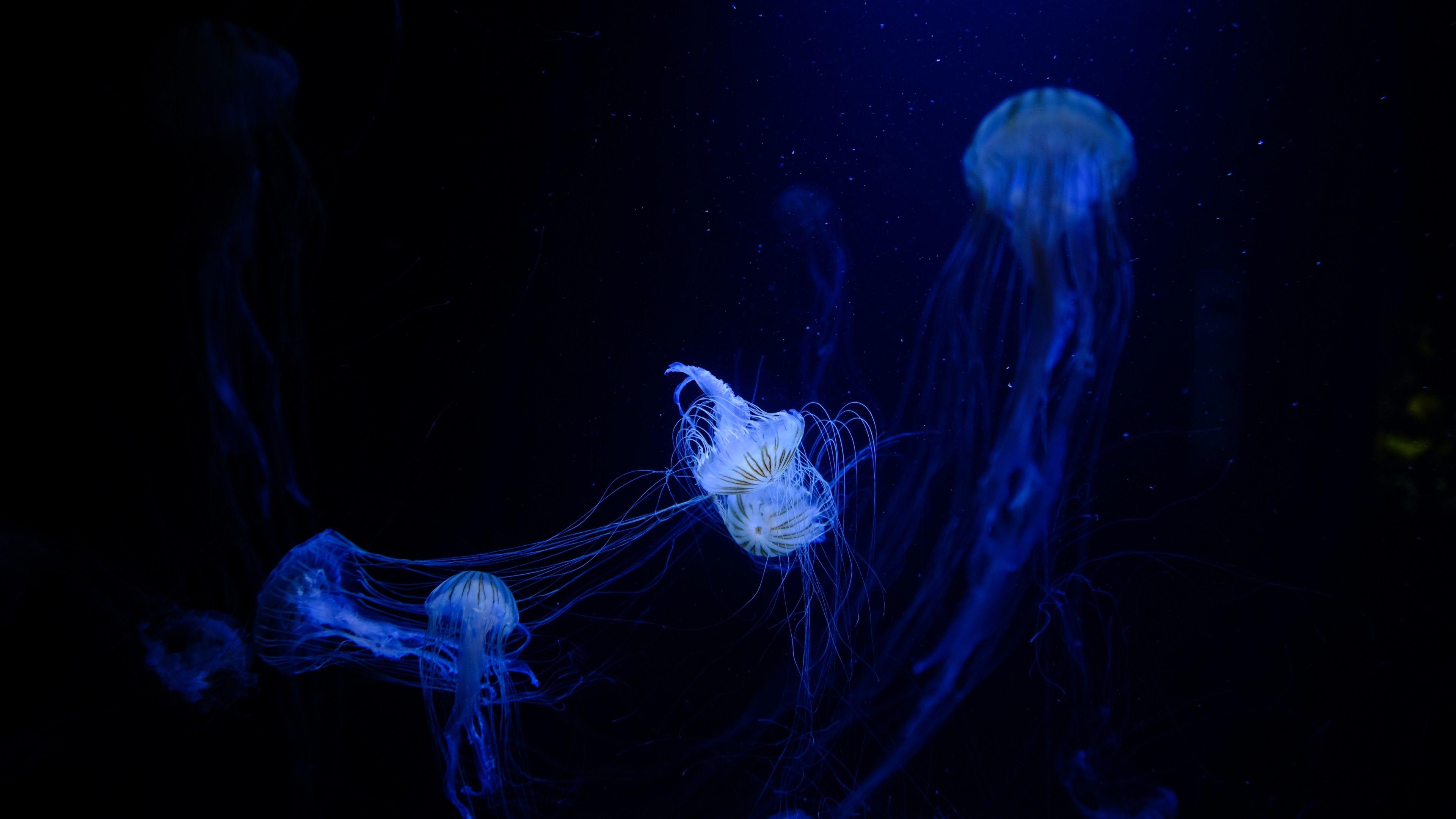 Download 3840x2160 Jellyfish, Underwater, Dark Sea Wallpaper