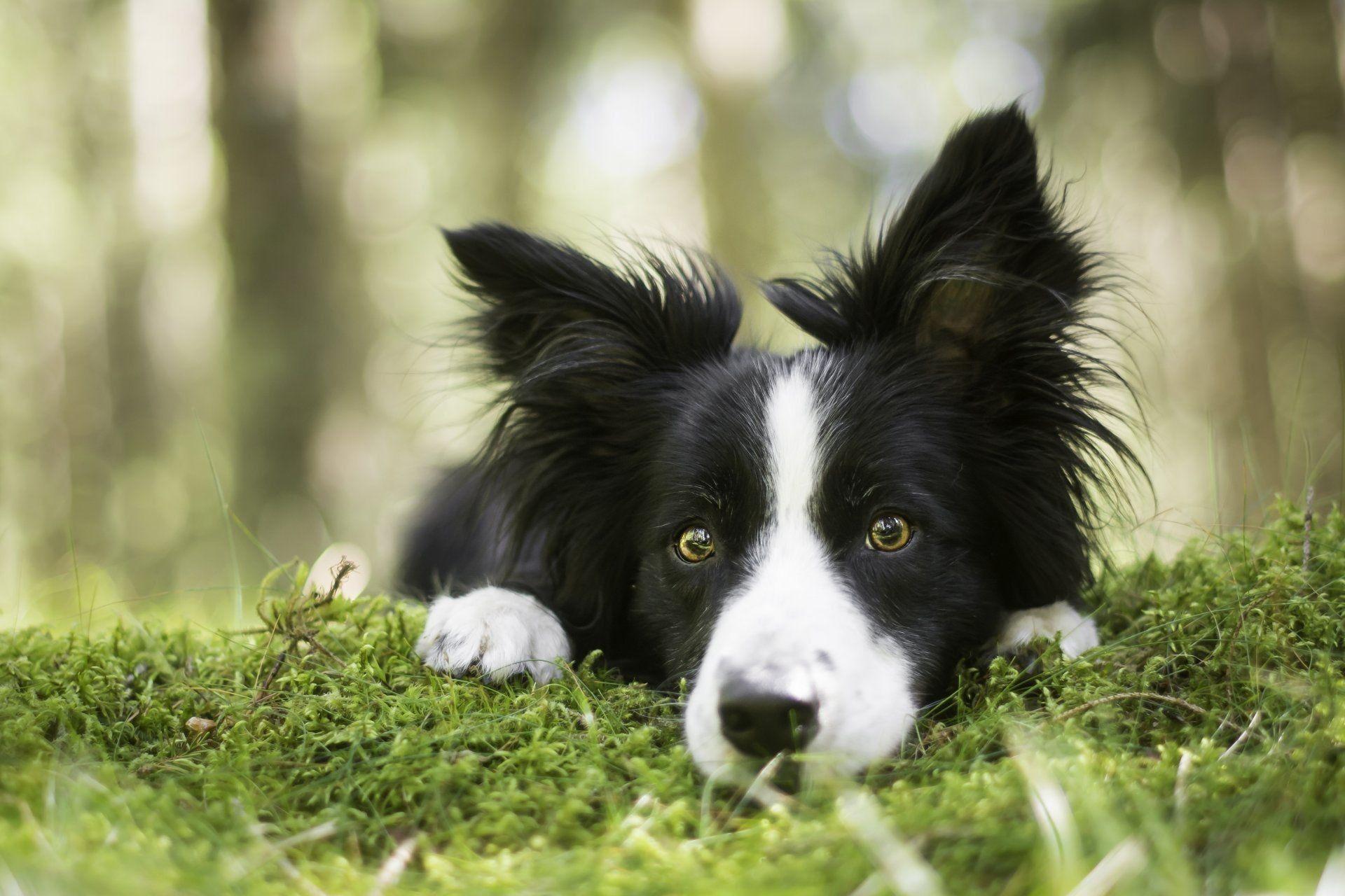 Border Collies Wallpapers - Wallpaper Cave