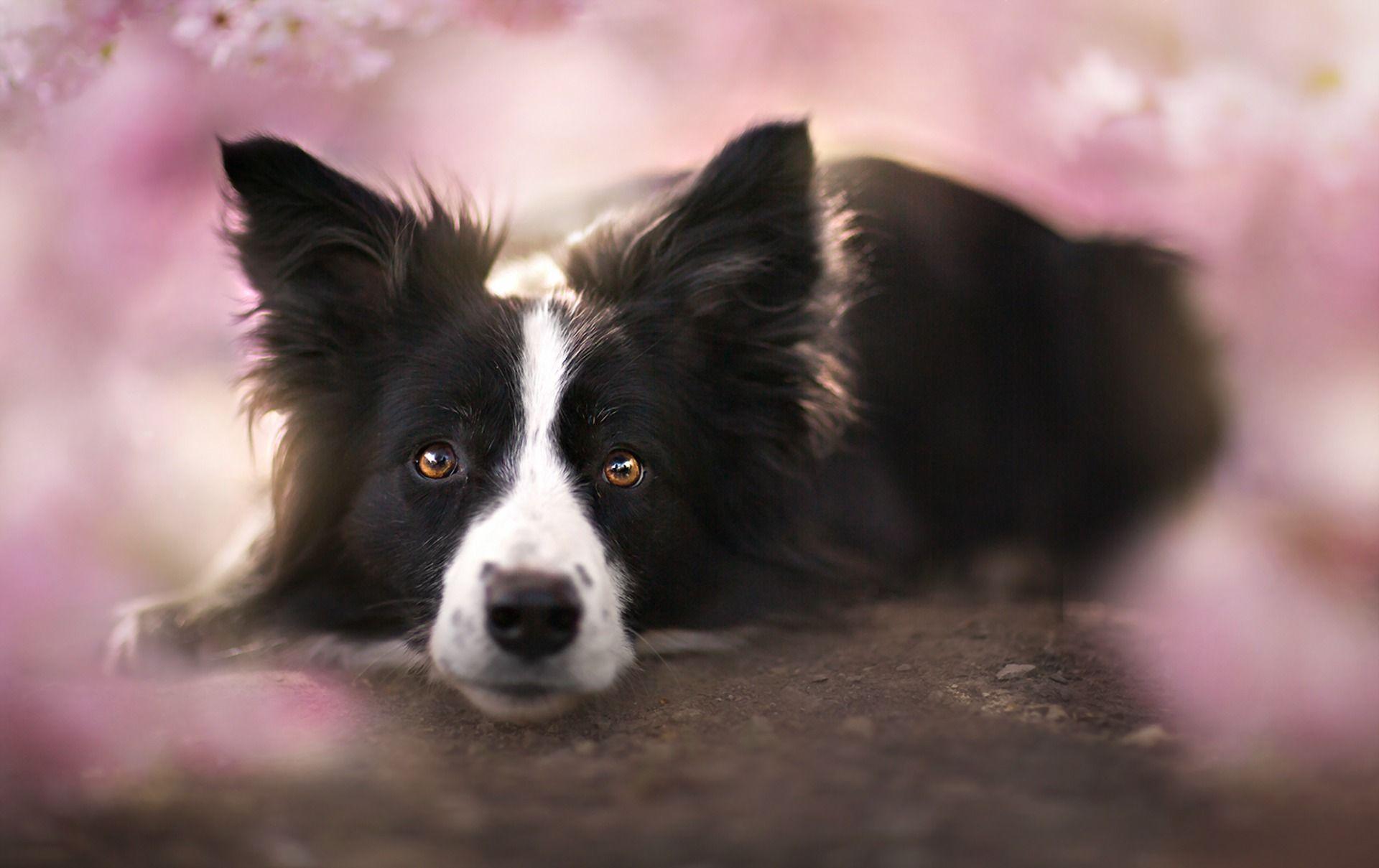 Border Collie Wallpaper Android Apps on Google Play. HD Wallpaper