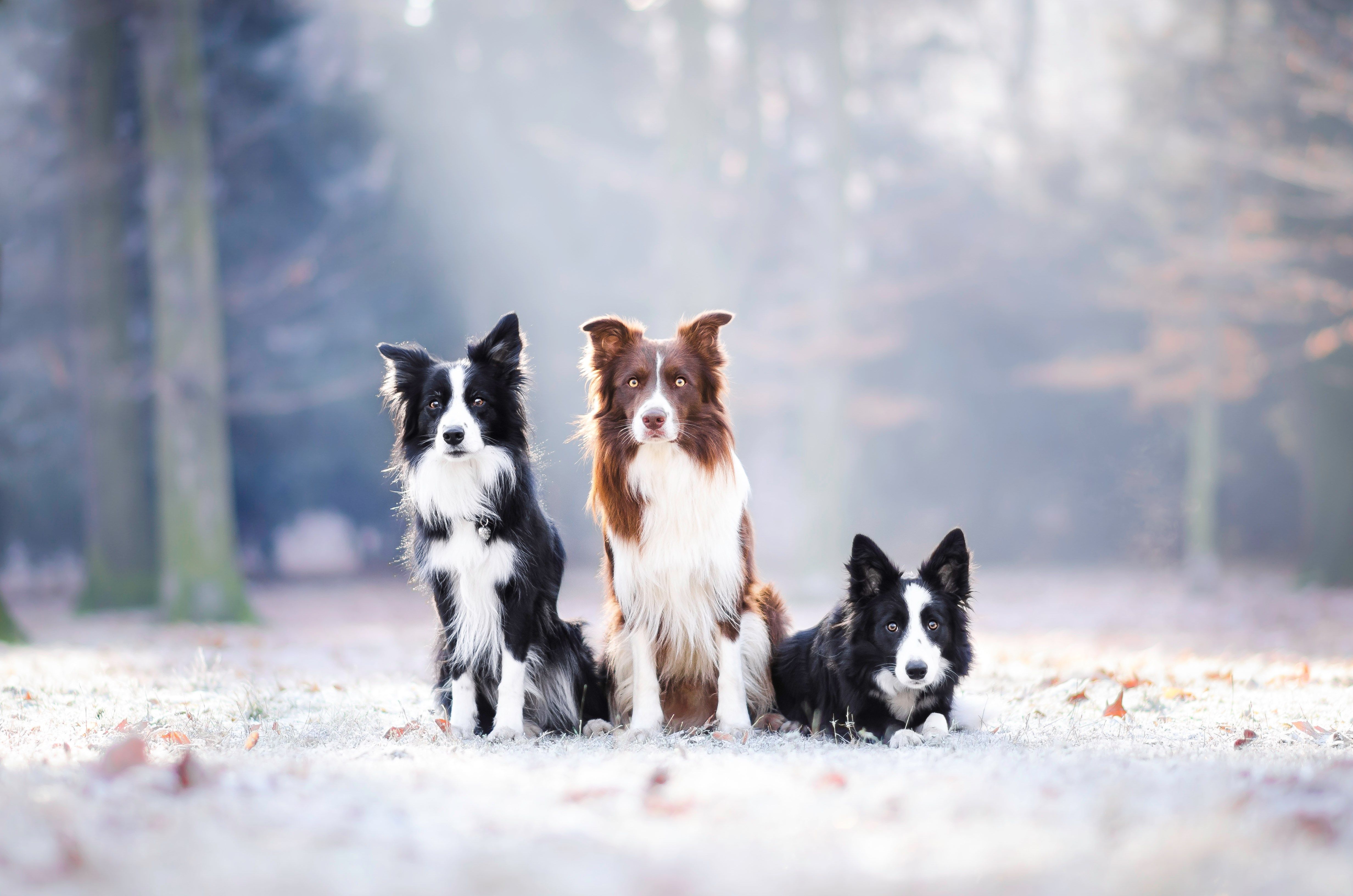 Border Collies Wallpapers - Wallpaper Cave