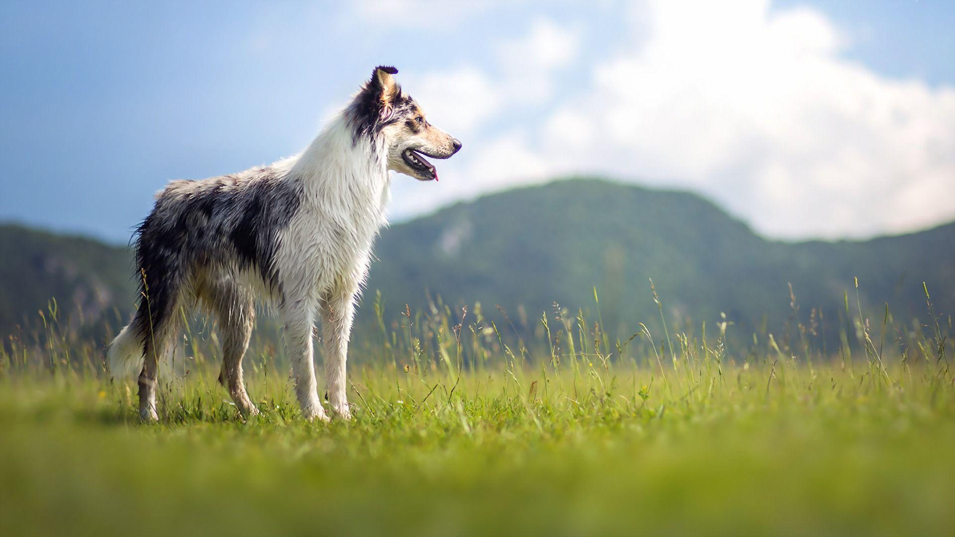 Picture Border Collie Dogs Mountains Grass Animals