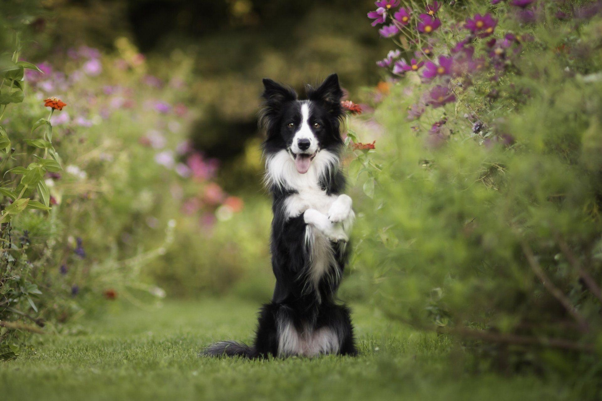 Border Collies Wallpapers Wallpaper Cave