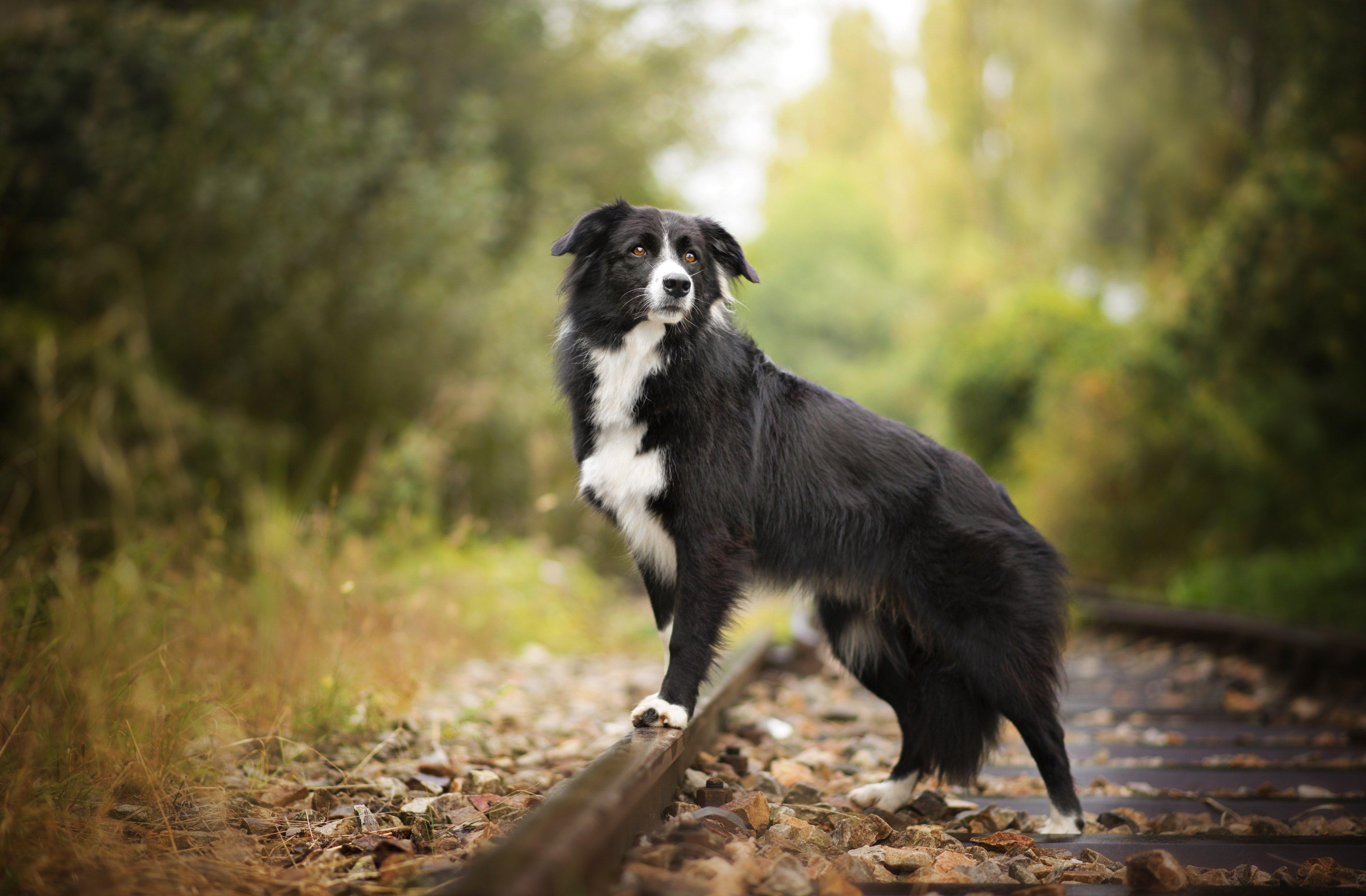 Border Collies Wallpapers - Wallpaper Cave