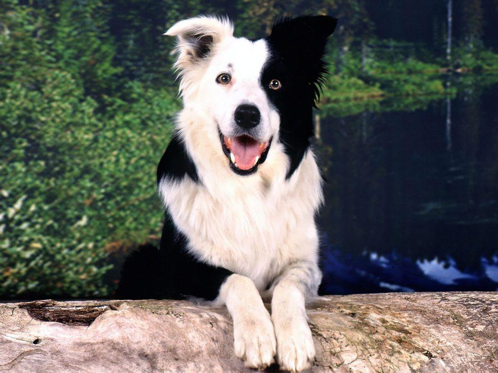 Border Collie image Border Collie Wallpaper HD wallpaper