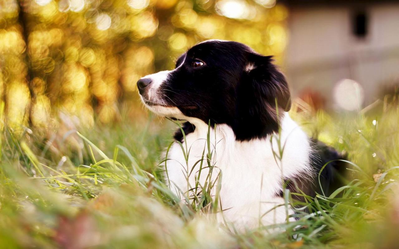 Border Collie Wallpaper APK Download Personalization APP