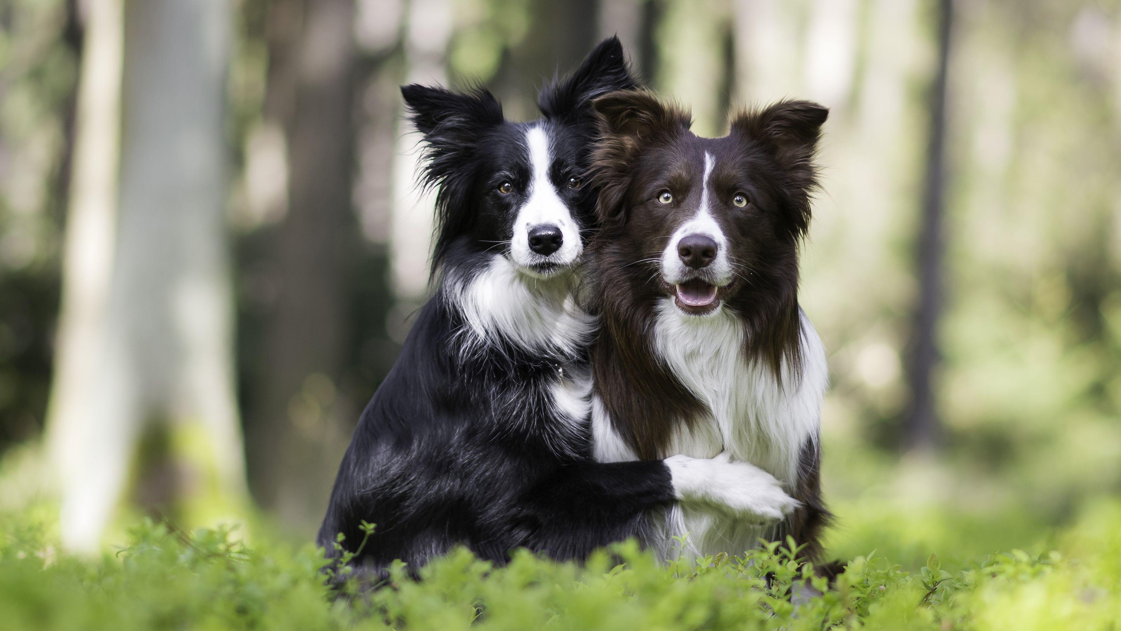 Border Collies Wallpapers - Wallpaper Cave