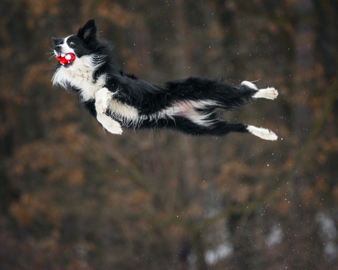 Download 1280x1024 Border Collie, Jumping, Dogs Wallpaper