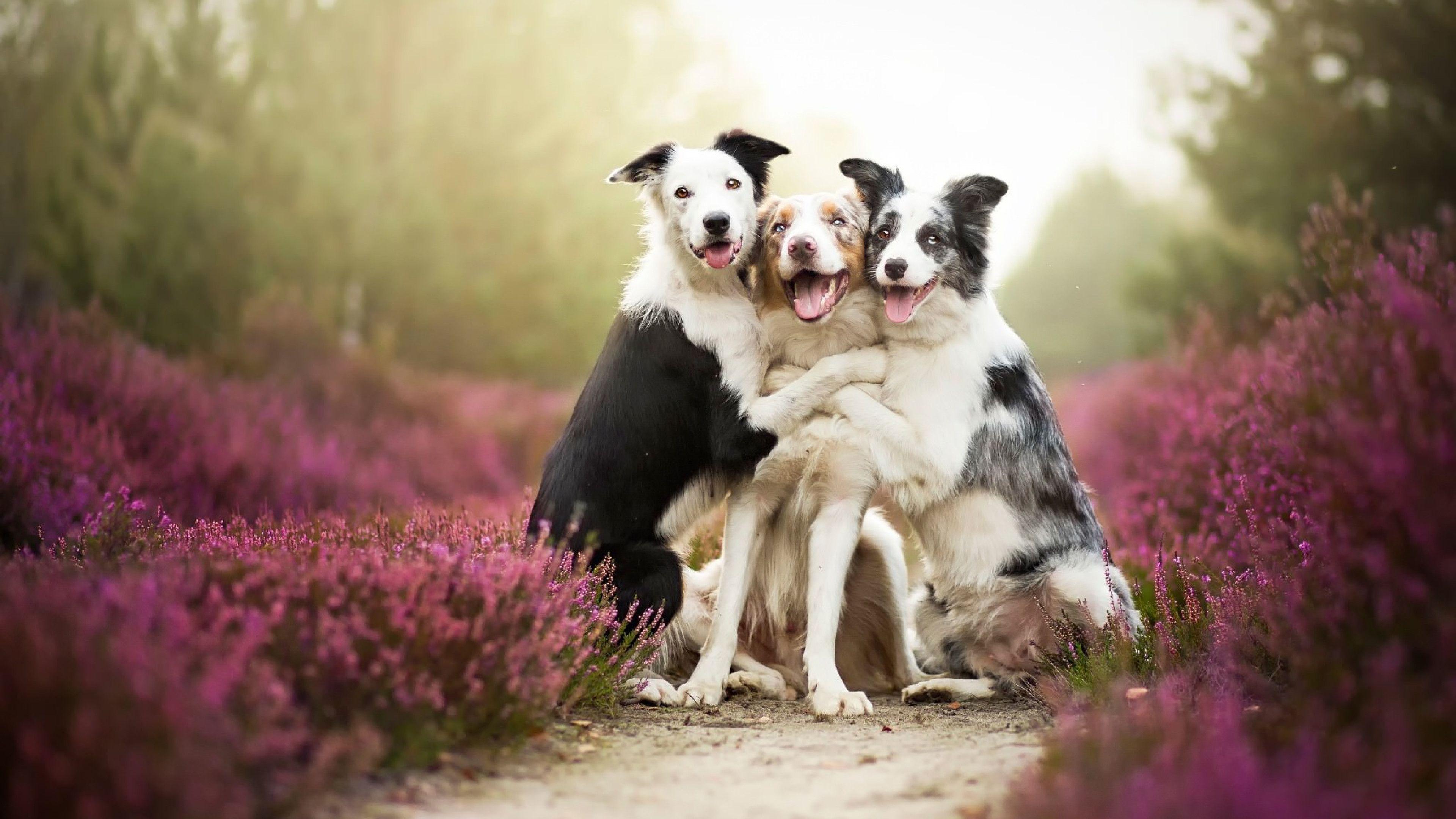 Border Collies Wallpaper 4K UHDTV Resolution HD Pub