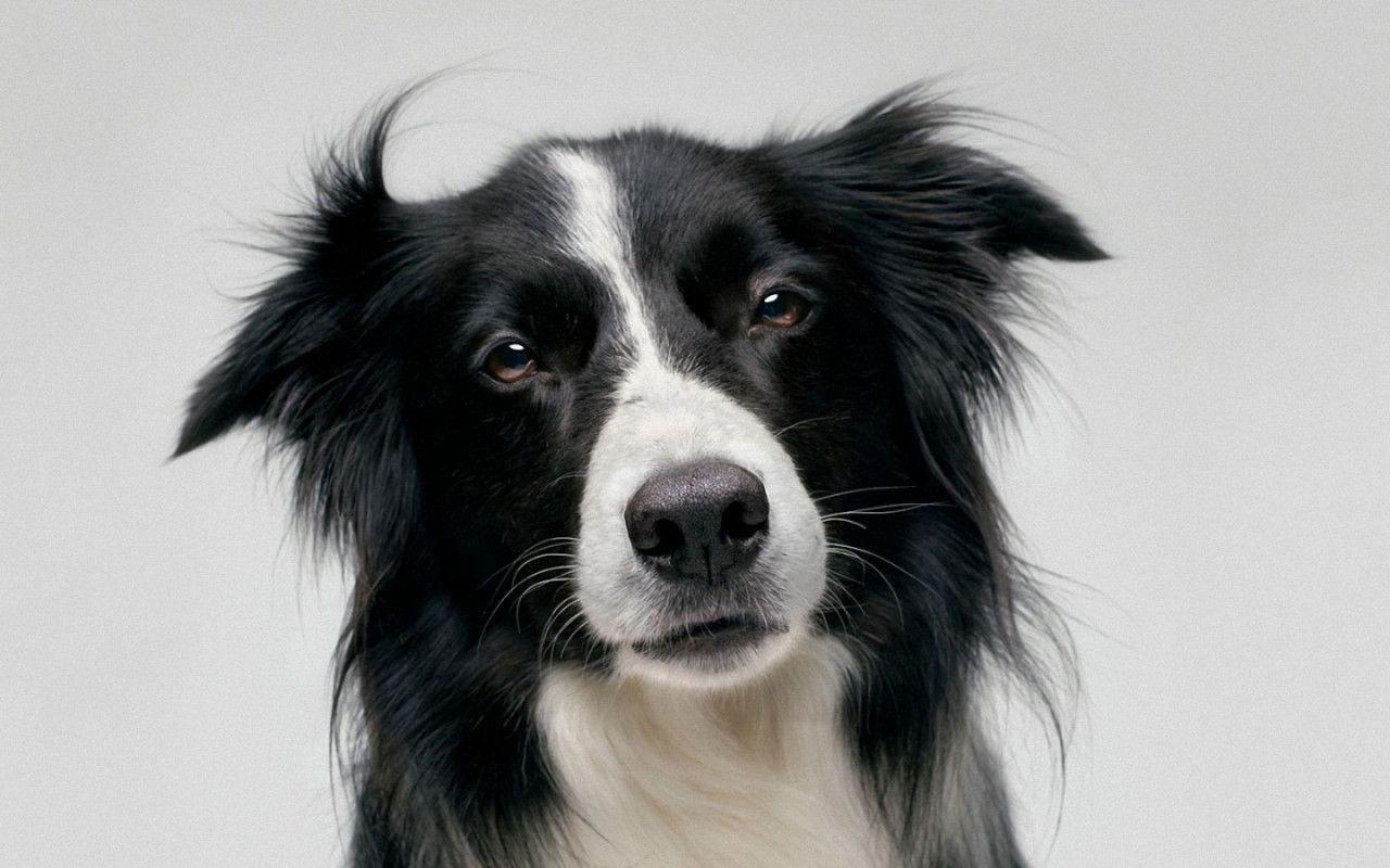 Border Collie Wallpaper Background Image