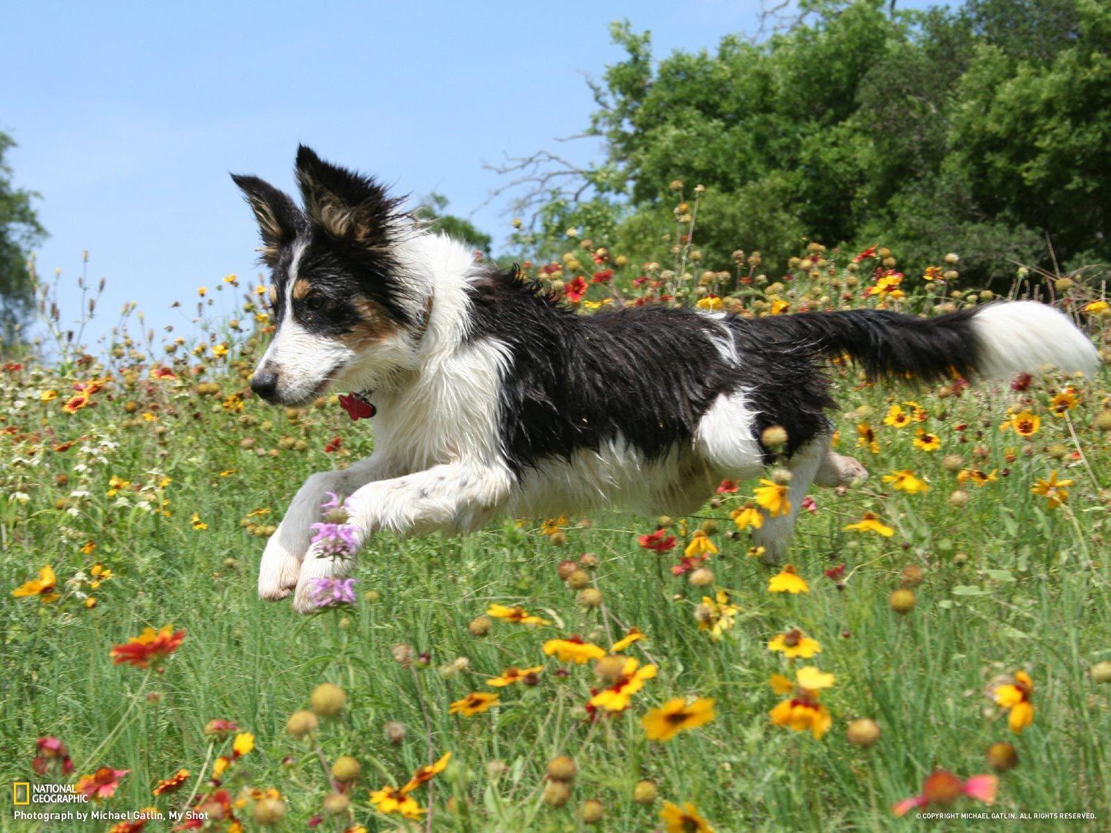 Border Collies Wallpapers Wallpaper Cave