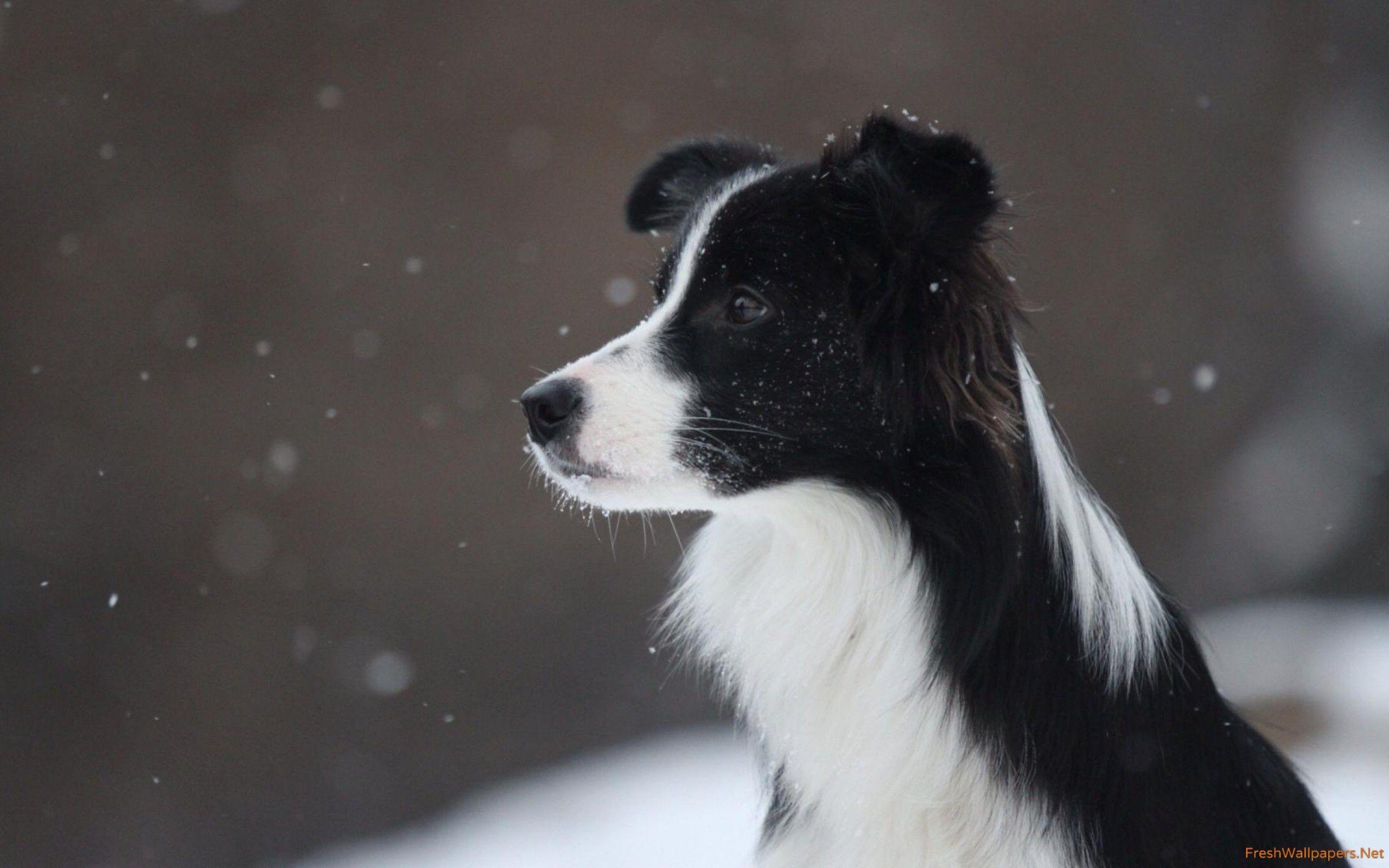 Border collie in the snowfall wallpaper