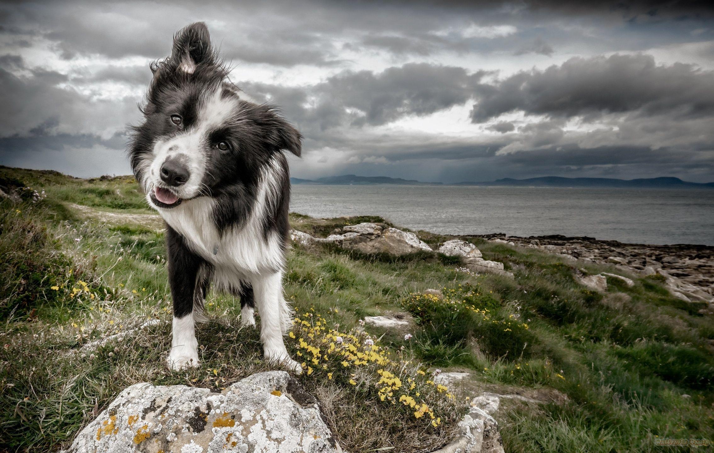 Border Collies Wallpapers Wallpaper Cave