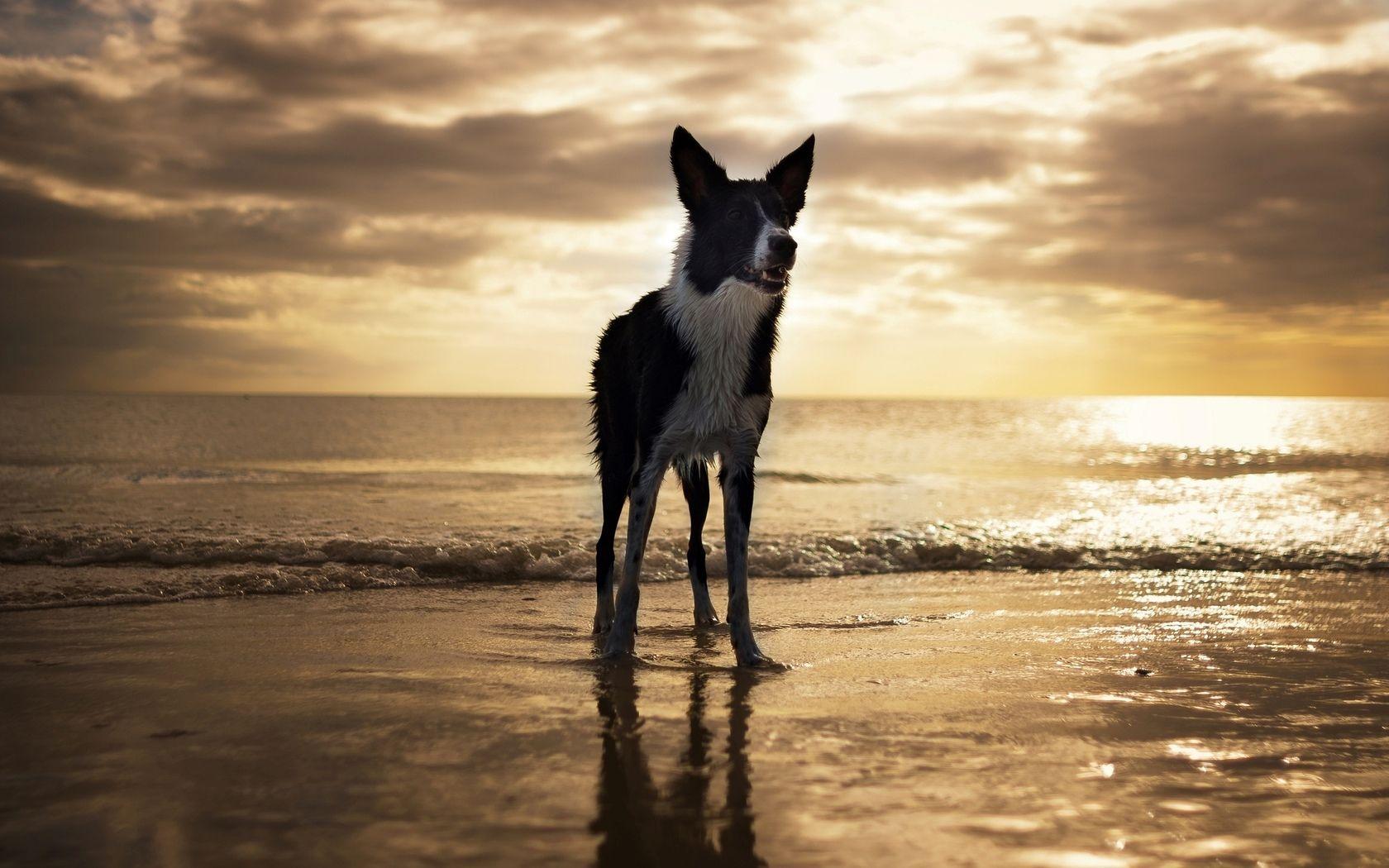 Border Collie Wallpaper and Background Imagex1050