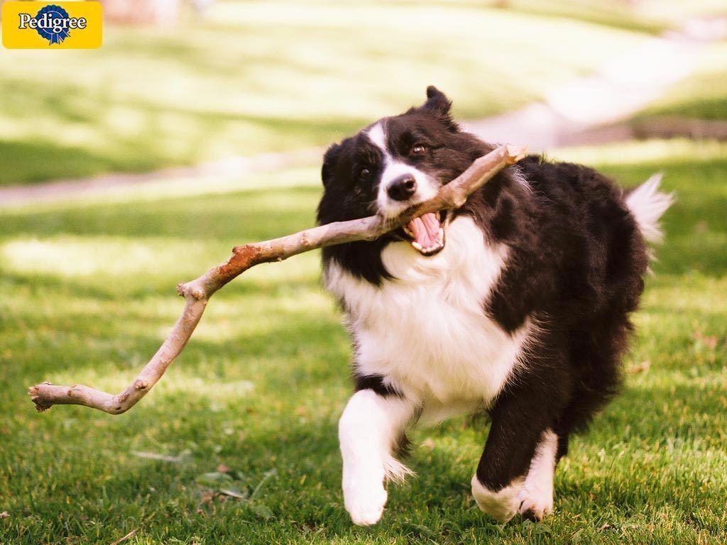 Border Collie image At Play ! HD wallpaper and background photo