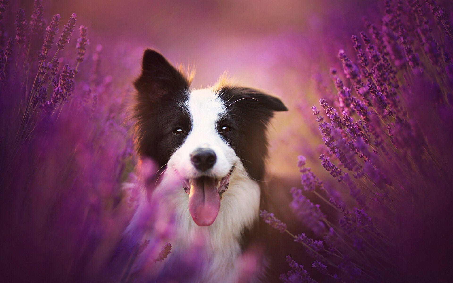 Border Collies Wallpapers - Wallpaper Cave
