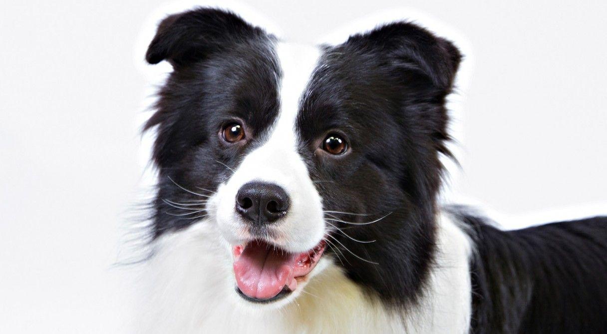 Border Collie Dog Pics