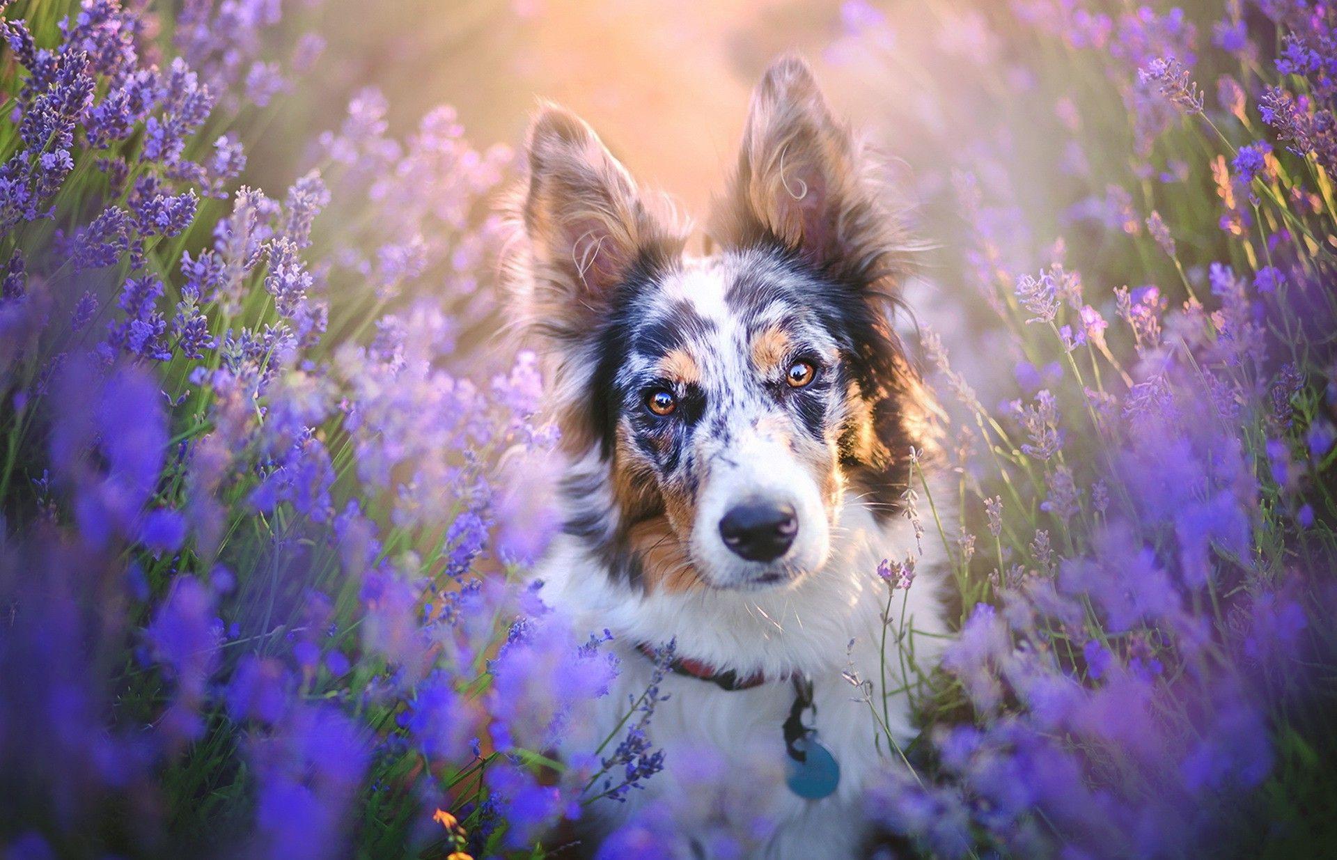 Border Collies Wallpapers Wallpaper Cave