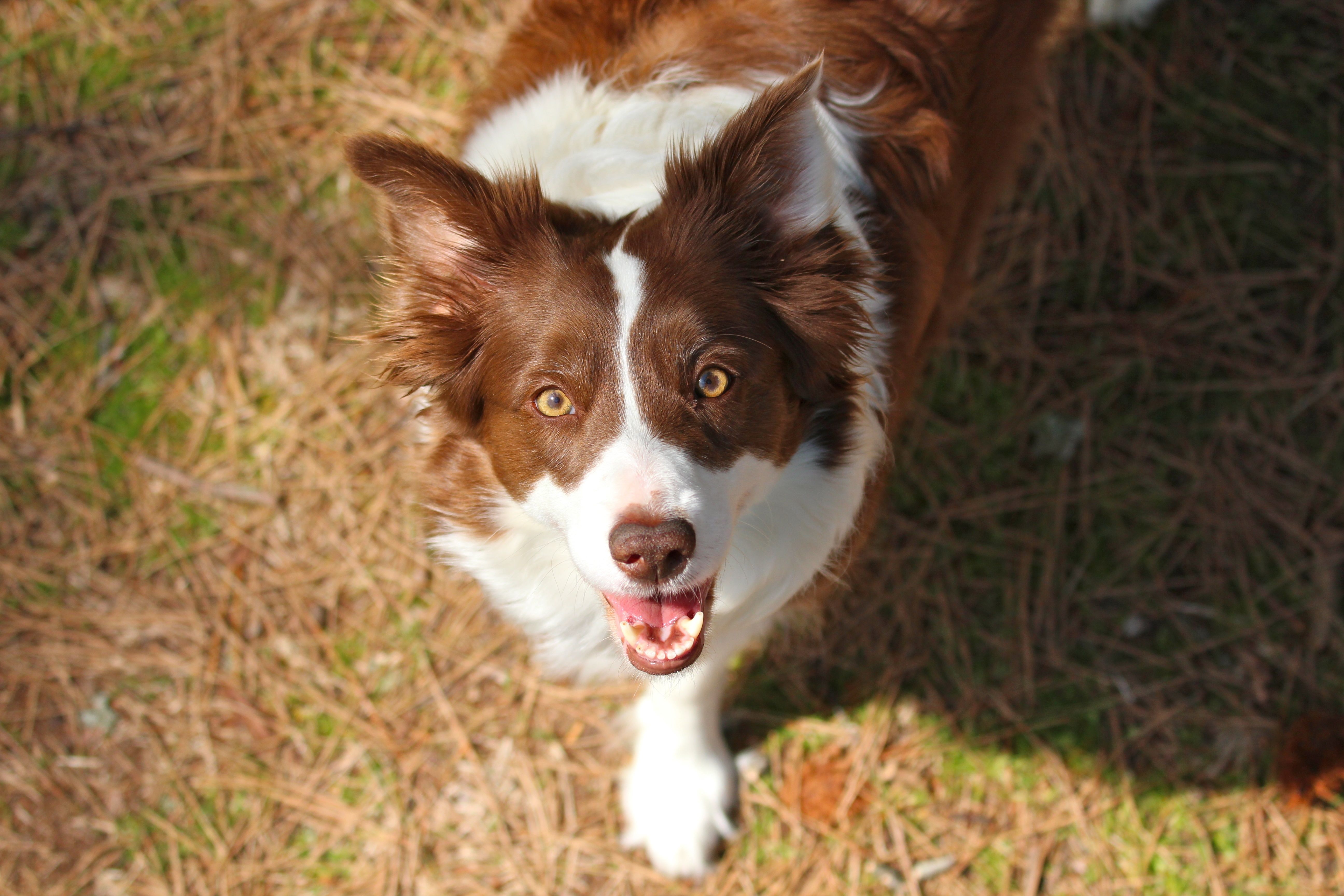 Red border collie dog and horse Wallpaper