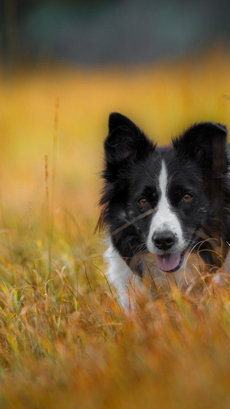 Border Collies Wallpapers - Wallpaper Cave