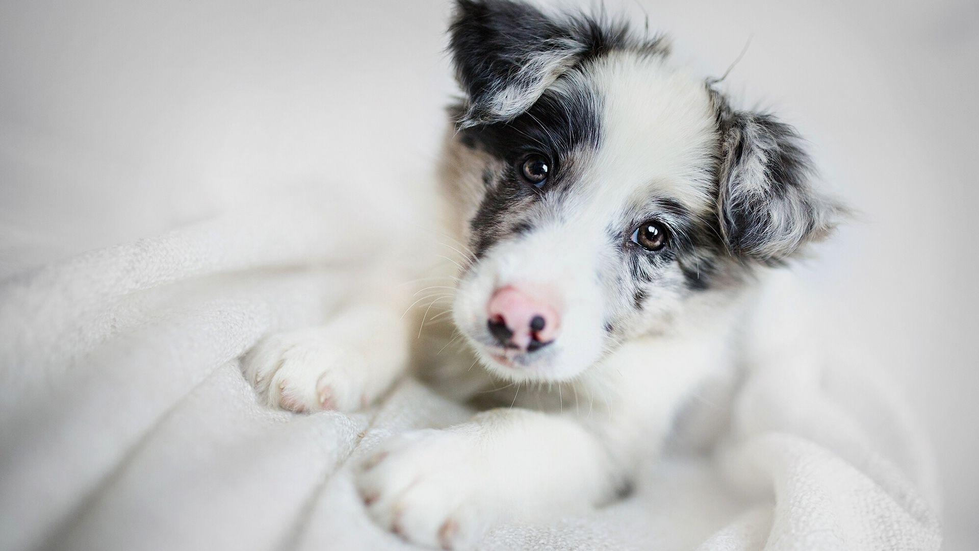 Download wallpaper 1920x1080 border collie, dog, puppy, muzzle full