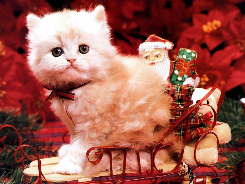 Christmas Image Christmas Kitten HD Wallpaper And Background Photo