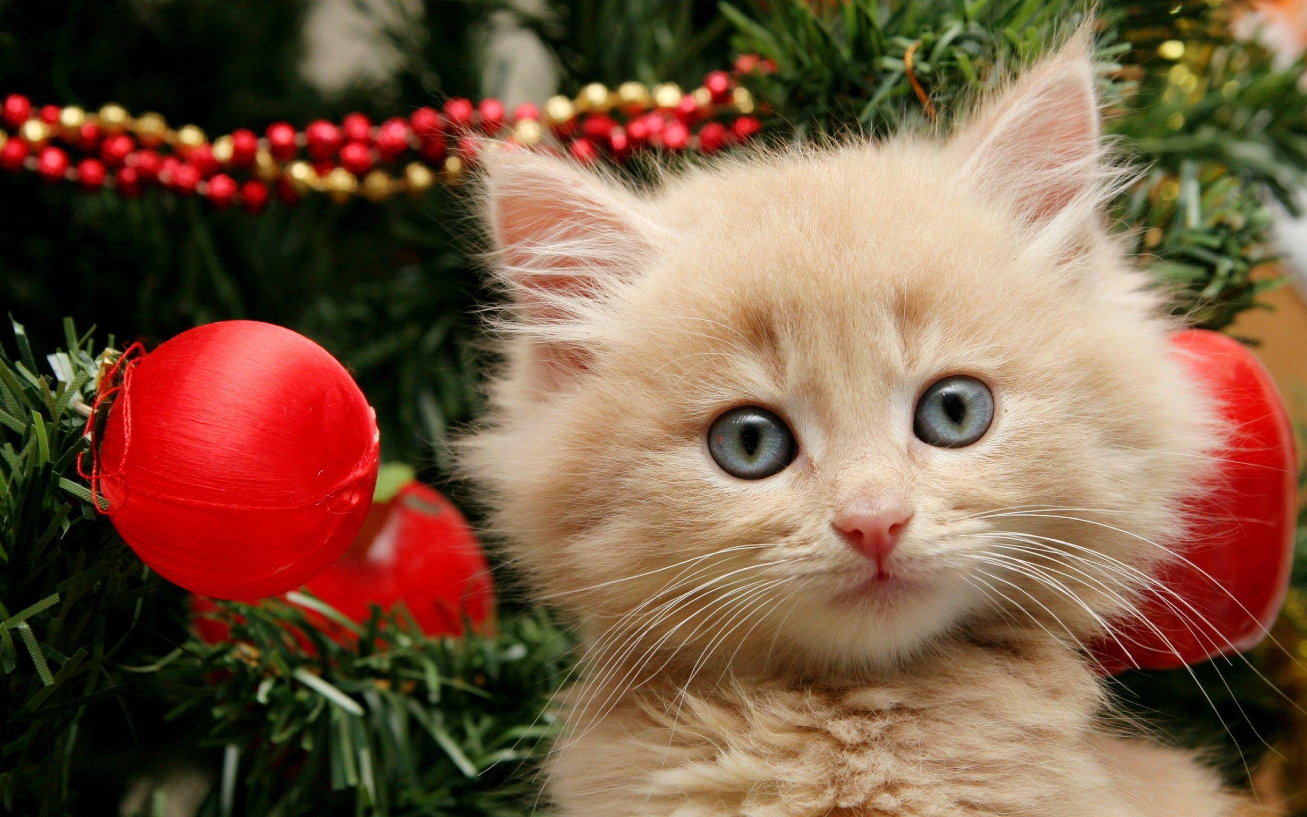 Merry Christmas kitten wallpaper background. Cute Kittens