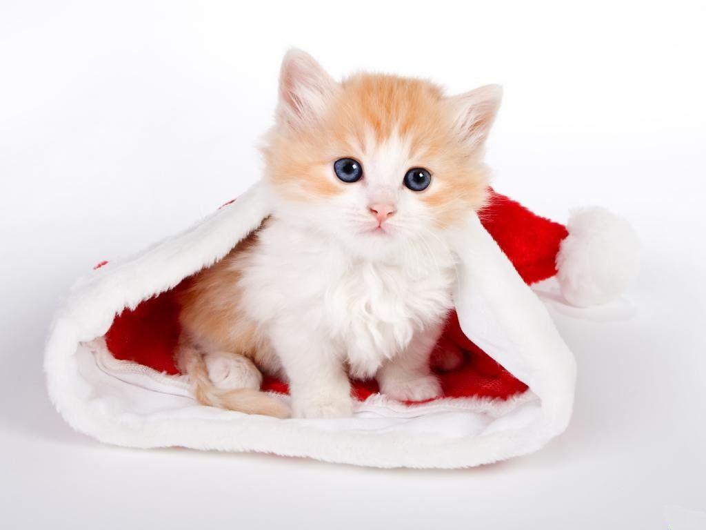 Sweet Christmas Kitten Wallpaper and Christma