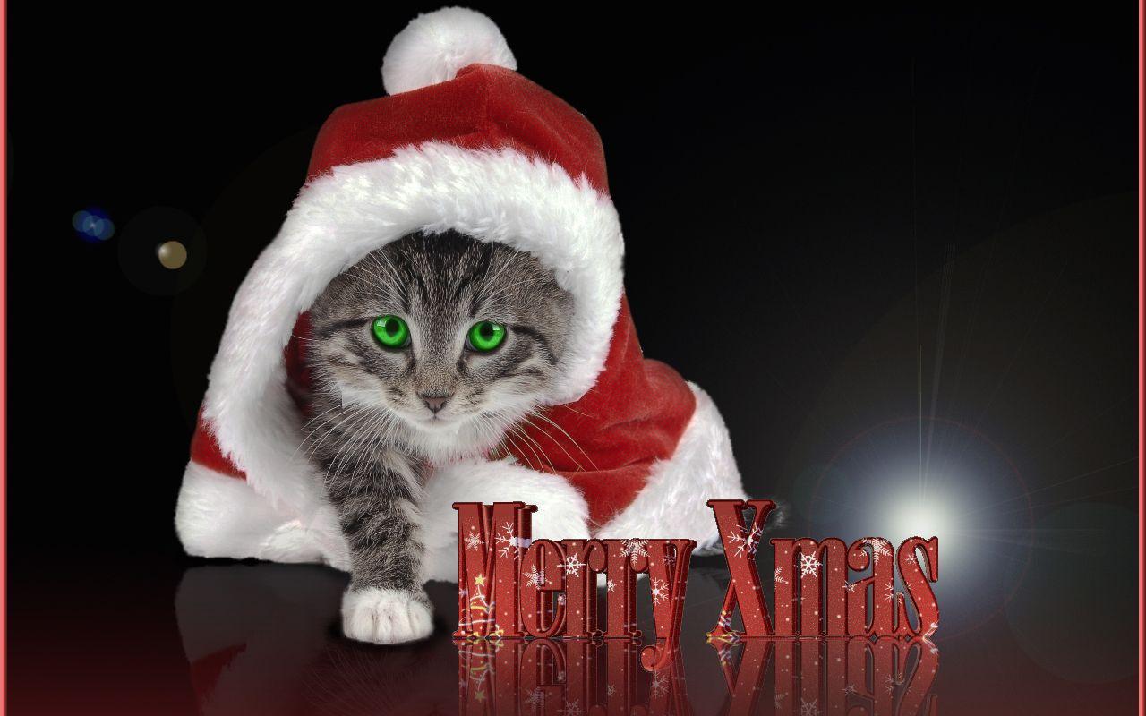 Christmas image Christmas Kitty HD wallpaper and background photo